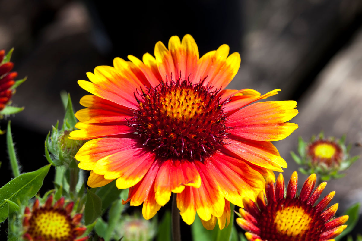 100 ARIZONA SUN GAILLARDIA Pulchella Indian Blanket Flower Seeds