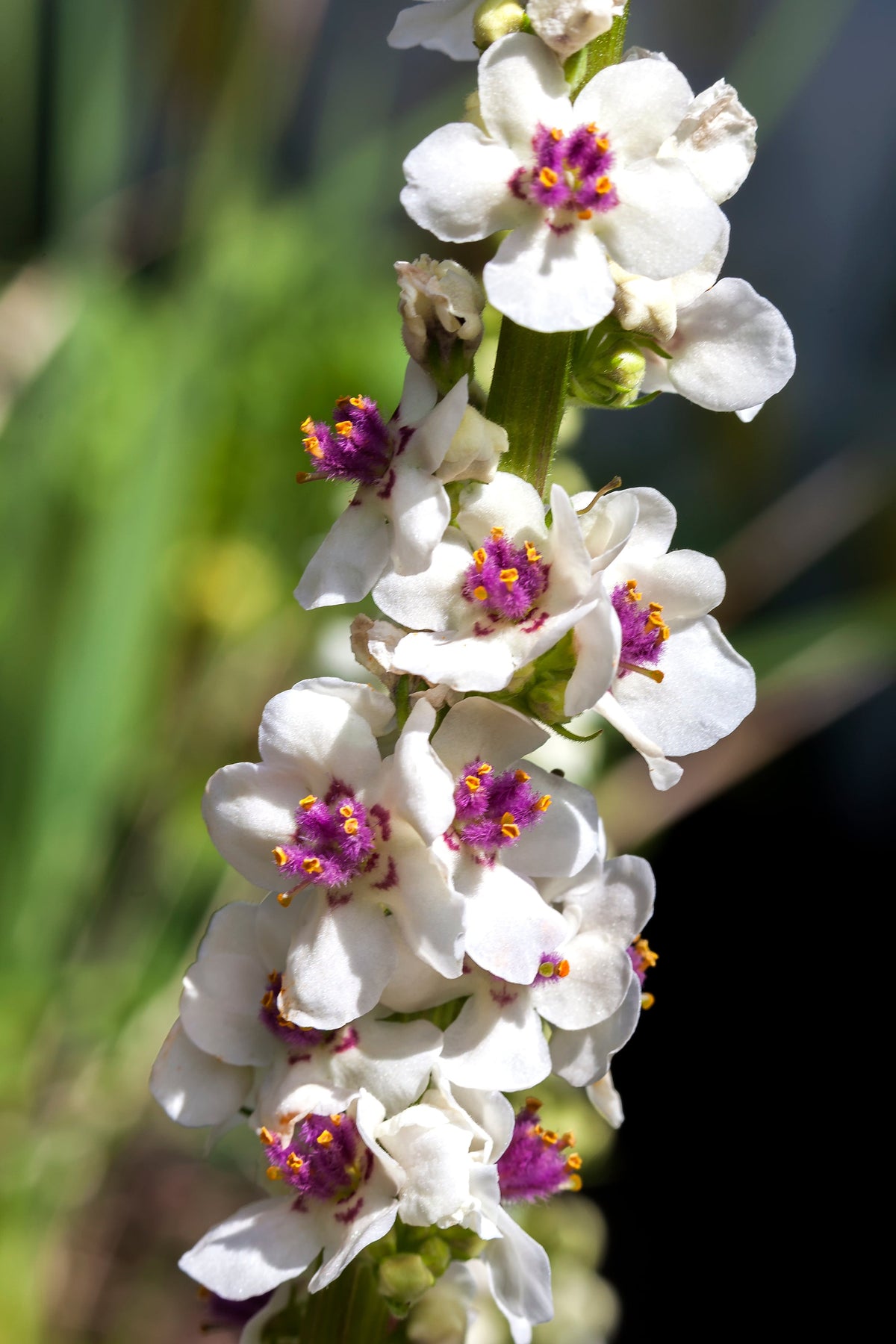 100 MIXED COLORS VERBASCUM Verbascum Phoeniceum Flower Seeds