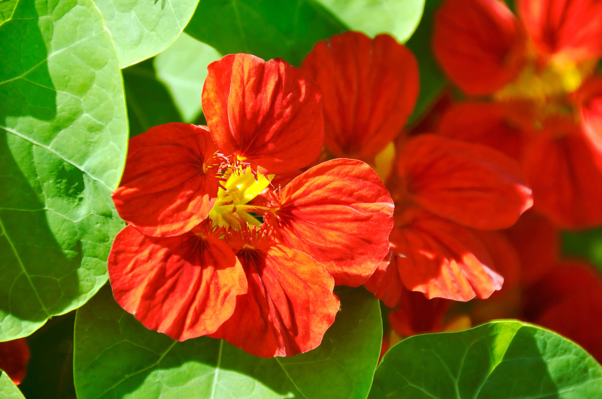 25 Dwarf RED EMPRESS NASTURTIUM Tropaeolum Nanum Hummingbird Flower Seeds