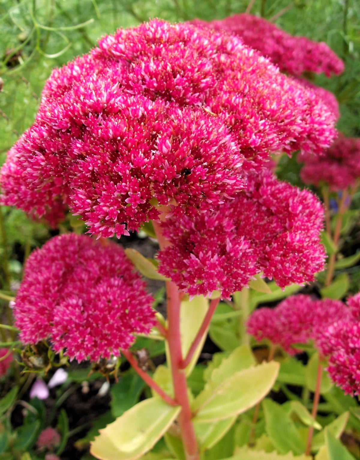 10 EMPEROR'S WAVE SEDUM Red Upright Telephium Succulent Stonecrop Flower Hylotelephium Seeds