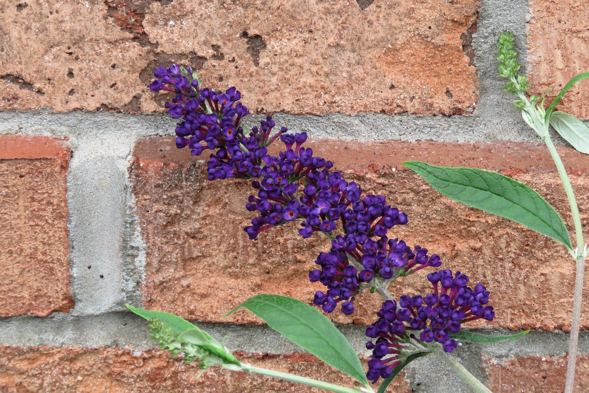 50 Dark PURPLE BUTTERFLY BUSH Buddleja Davidii Hummingbird Shrub Fragrant Flower Seeds