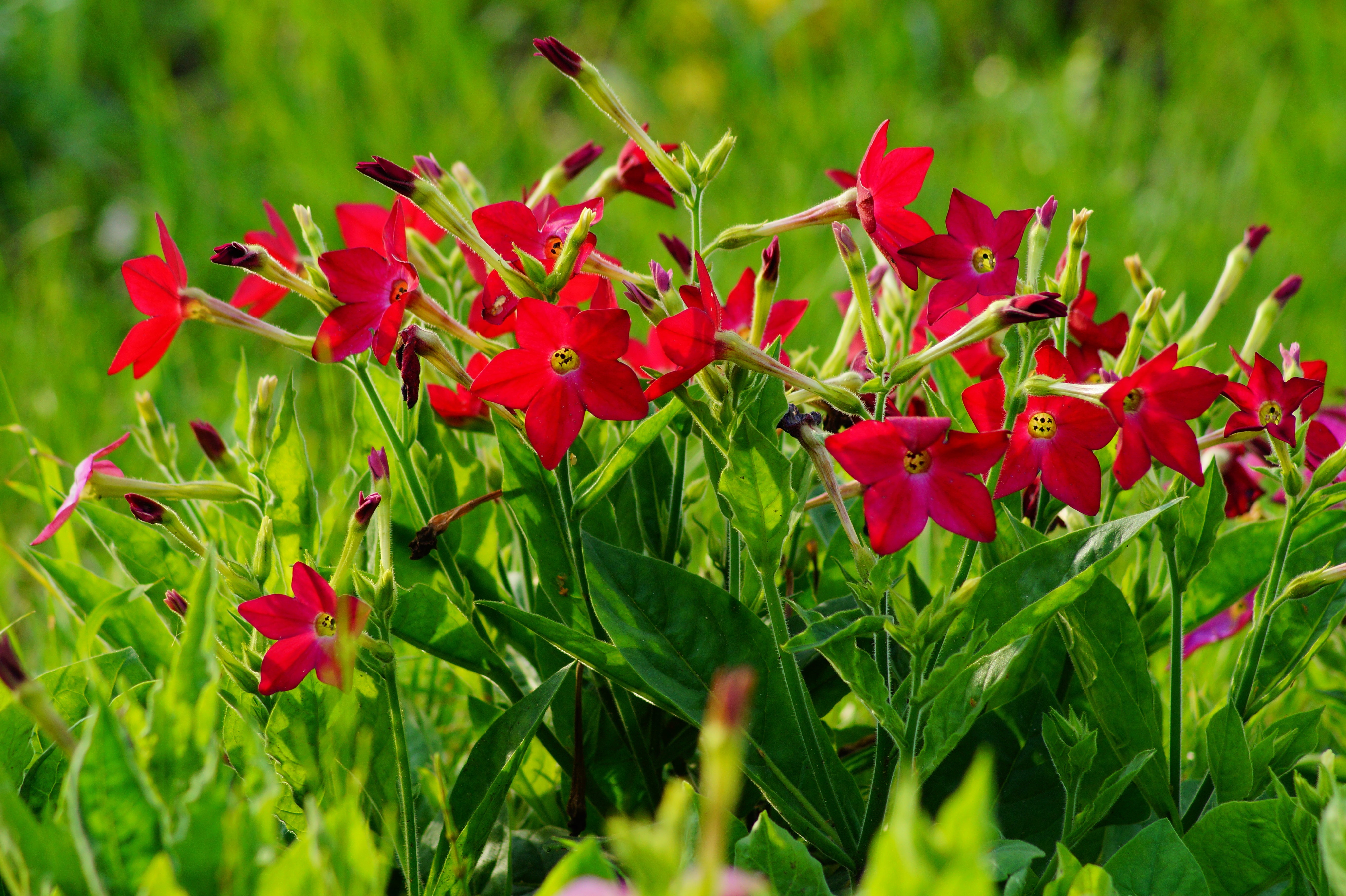100 Red CRIMSON KING NICOTIANA (Ornamental Flowering Tobacco) Nicotiana Affinis Flower Seeds