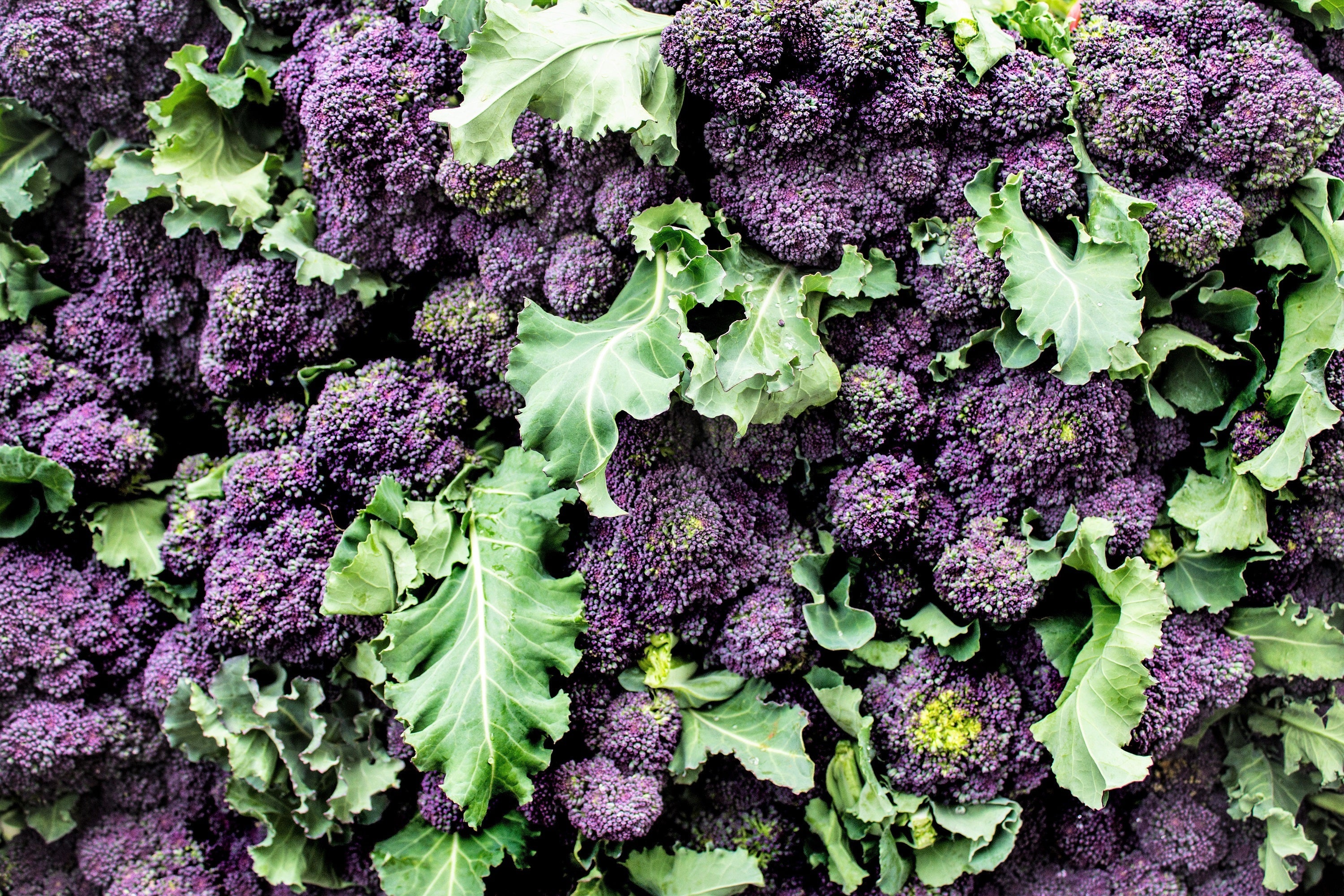 200 PURPLE SPROUTING BROCCOLI Brassica Oleracea Vegetable Seeds
