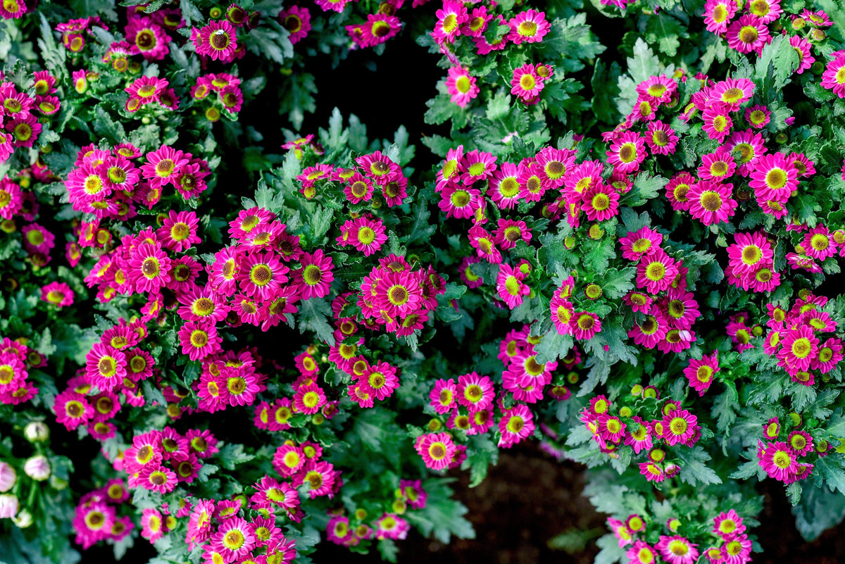 50 Mixed Colors INDIAN CHRYSANTHEMUM Indicum Hardy Mum Double Red Yellow Pink Orange Purple Bicolor Flower Seeds