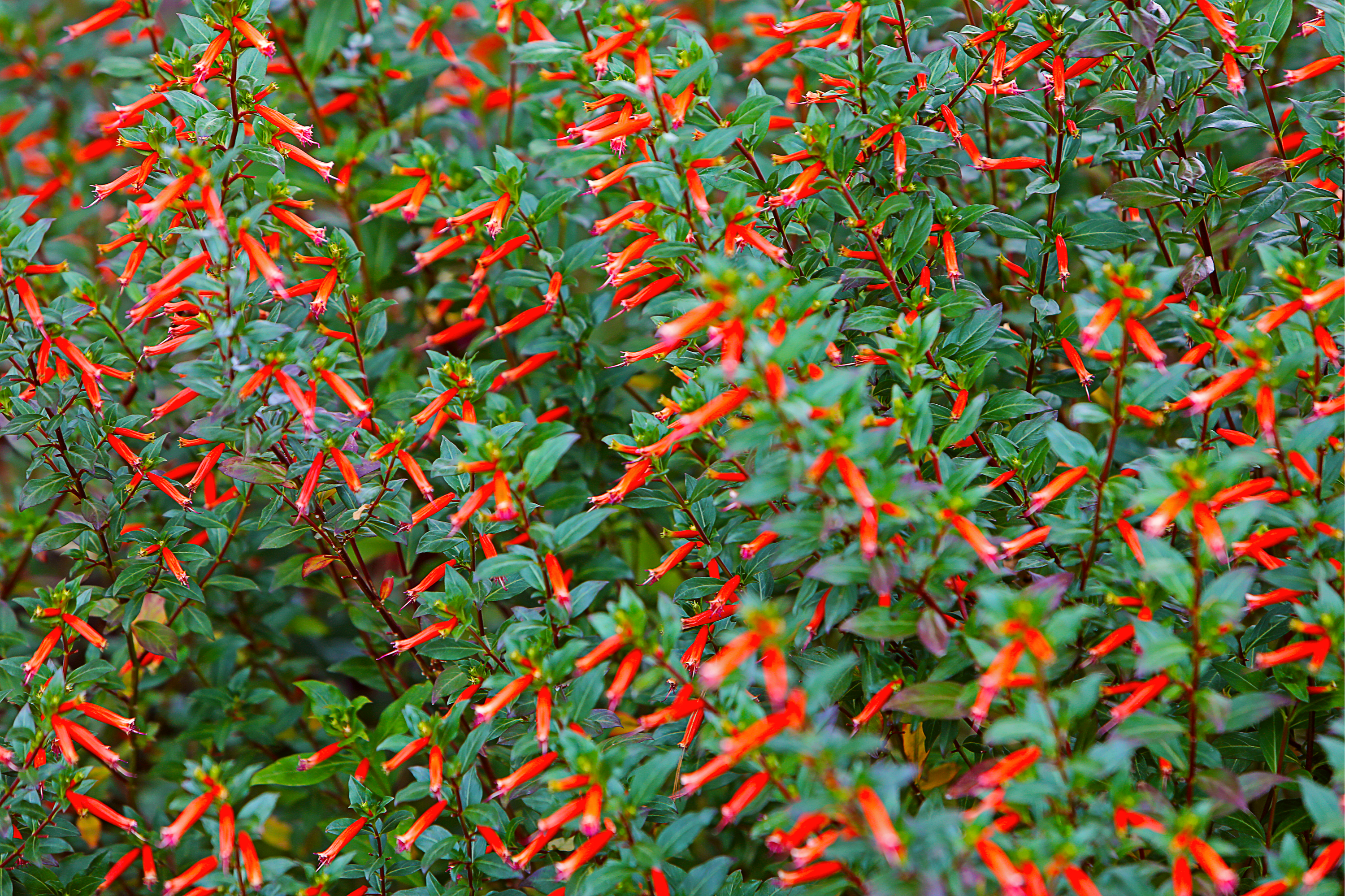 10 Red CIGAR PLANT Mexican Firecracker Cuphea Ignea Hummingbird Flower Seeds