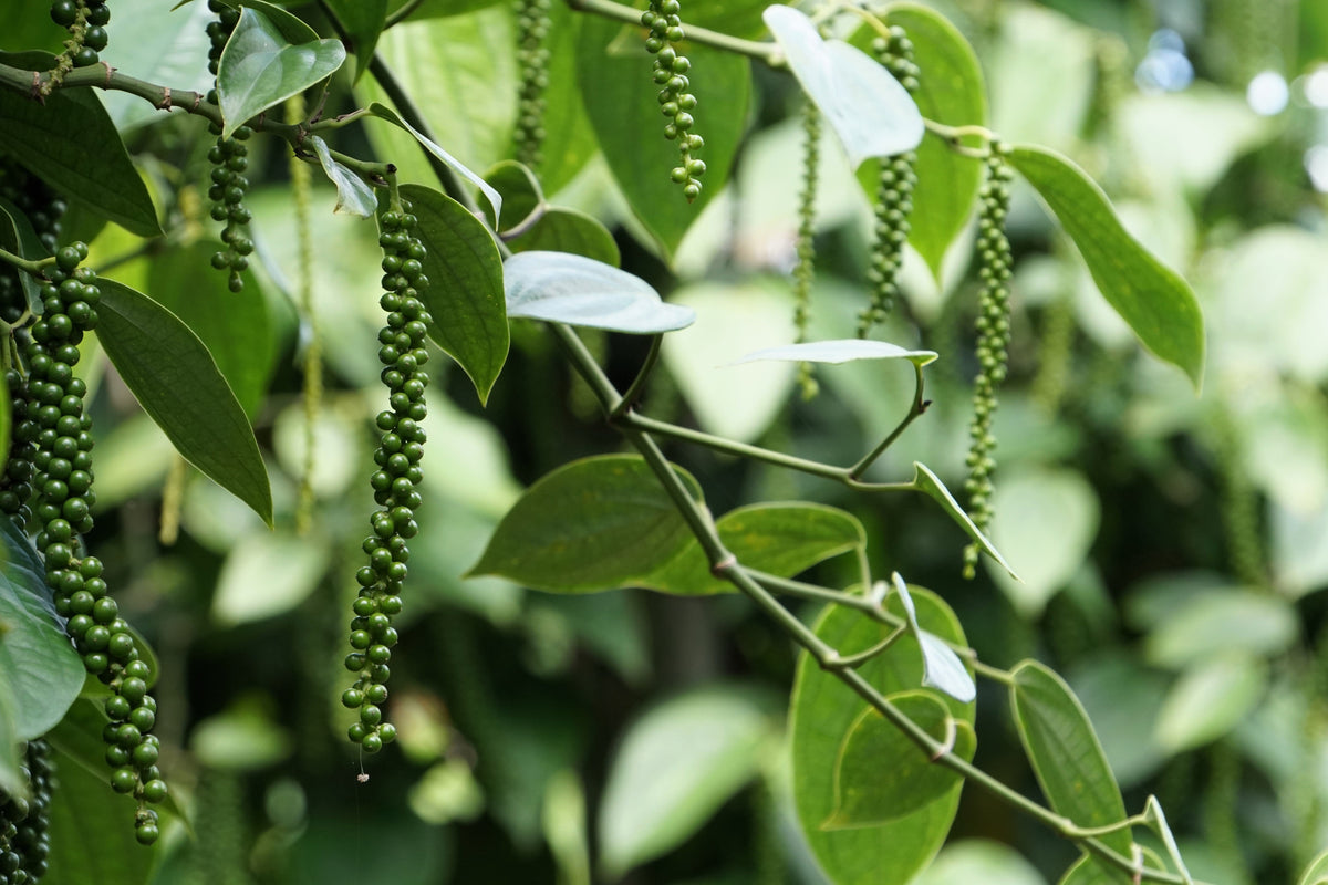 25 BLACK PEPPERCORN Black Pepper Piper Nigrum Spice Vine Seeds