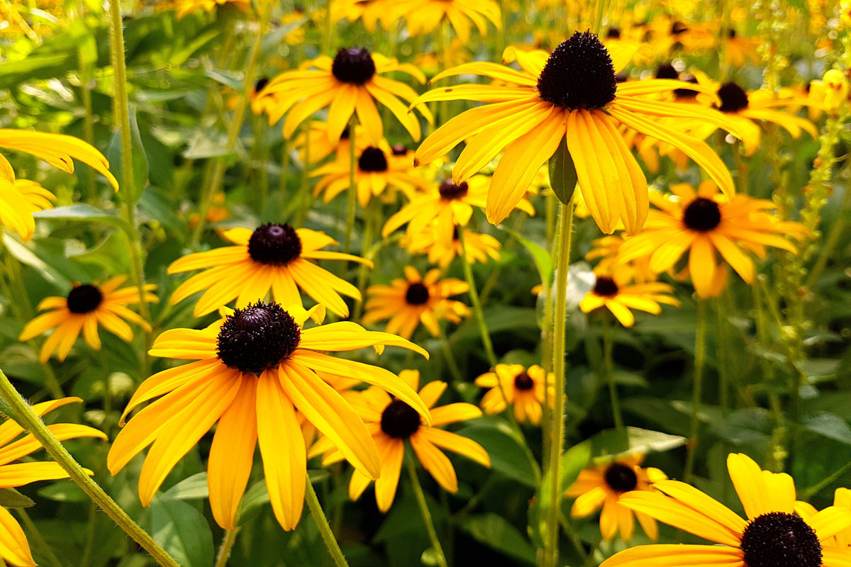 2000 BLACK EYED SUSAN Rudbeckia Hirta Yellow Heirloom Native Flower Seeds