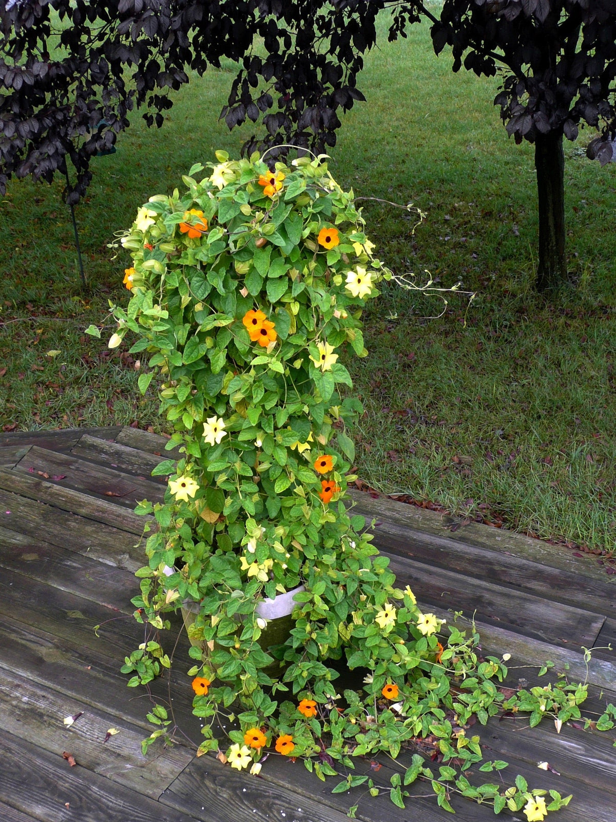 25 MIXED THUNBERGIA Alata VINE Black Eyed Susan Orange White Yellow Flower Seeds