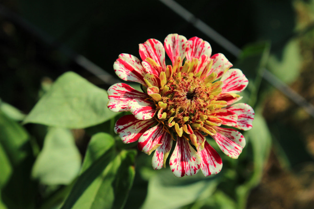 150 CANDY STRIPE ZINNIA Mix Elegans Flower Seeds Mixed Colors with Red Stripes