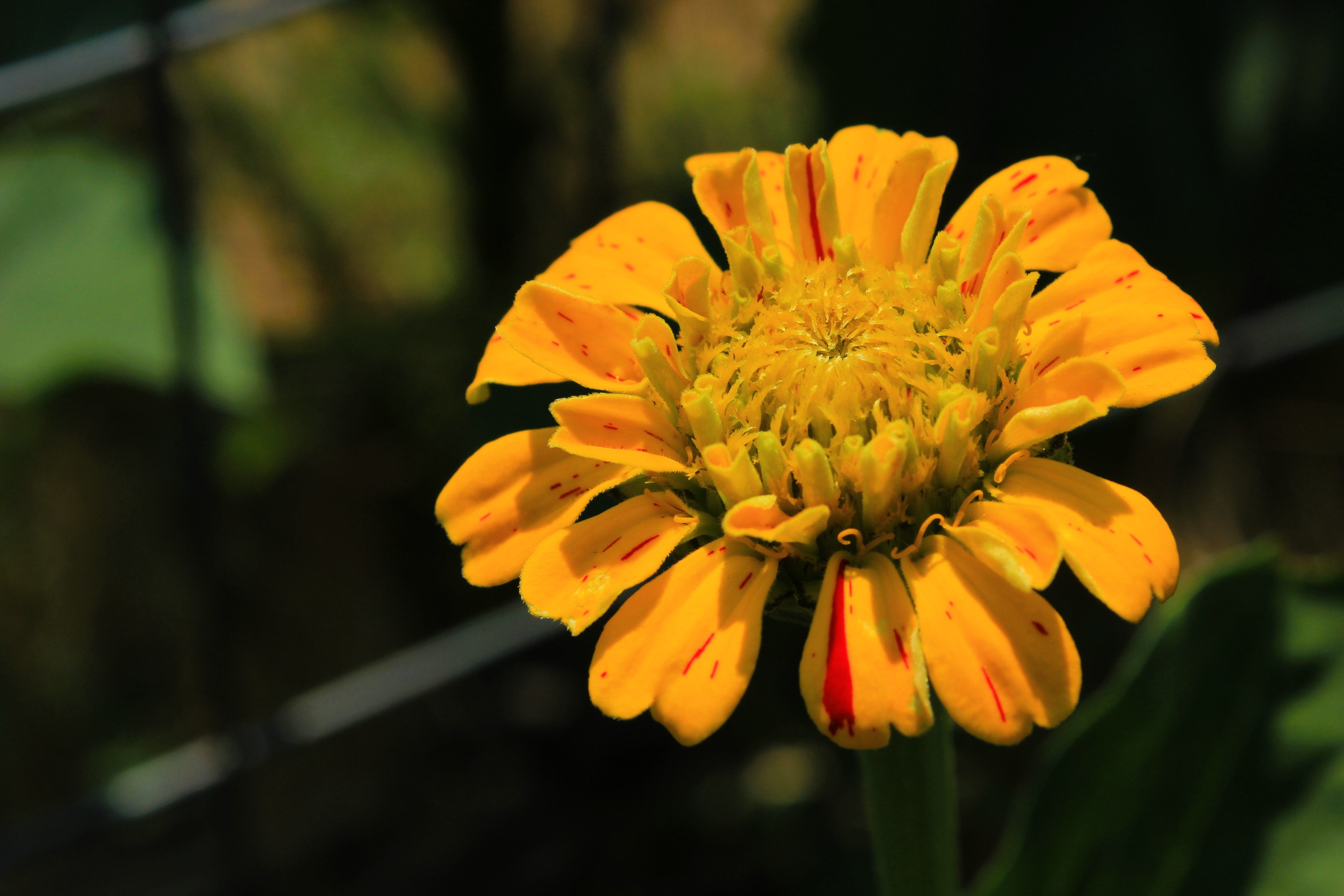 150 CANDY STRIPE ZINNIA Mix Elegans Flower Seeds Mixed Colors with Red Stripes