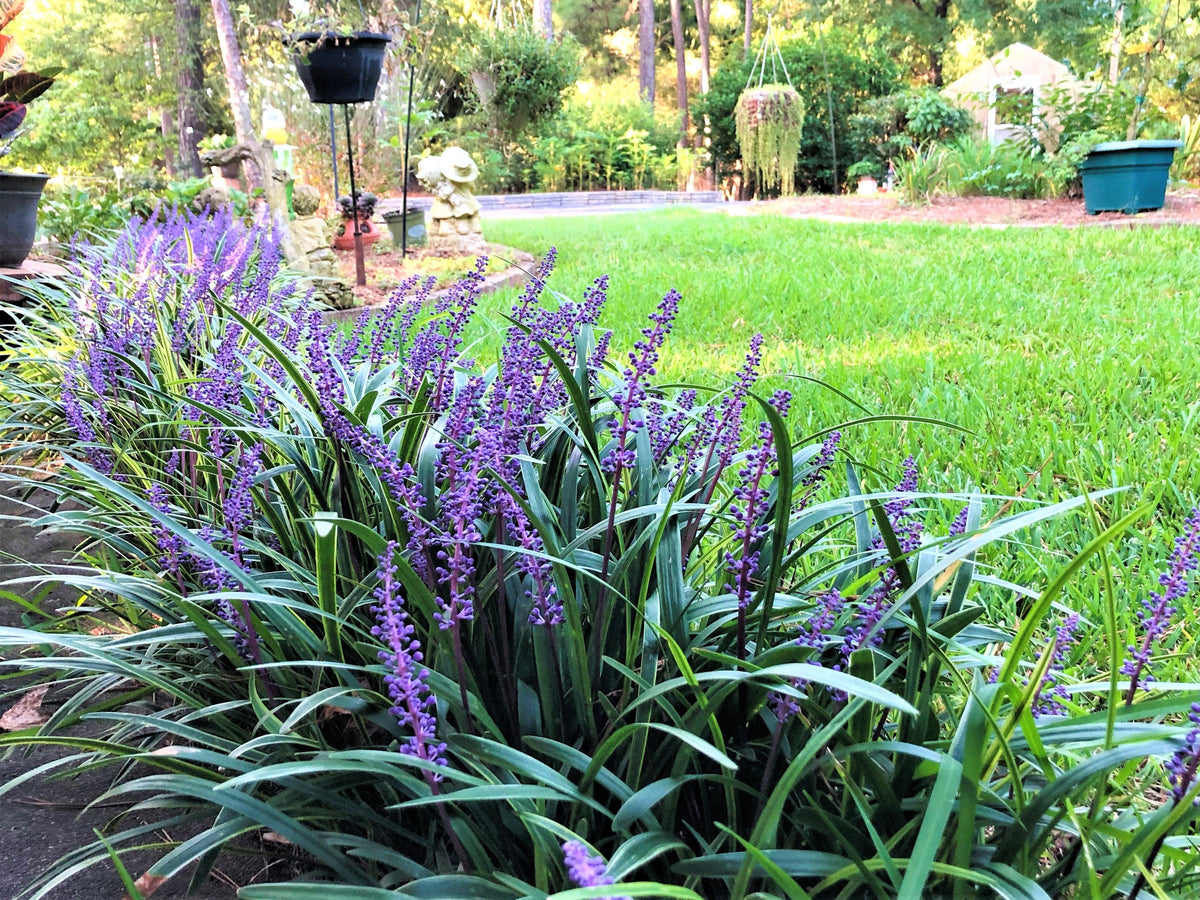 5 LILYTURF Liriope Muscari aka Big Blue Lily Turf / Monkey Grass Flower Seeds