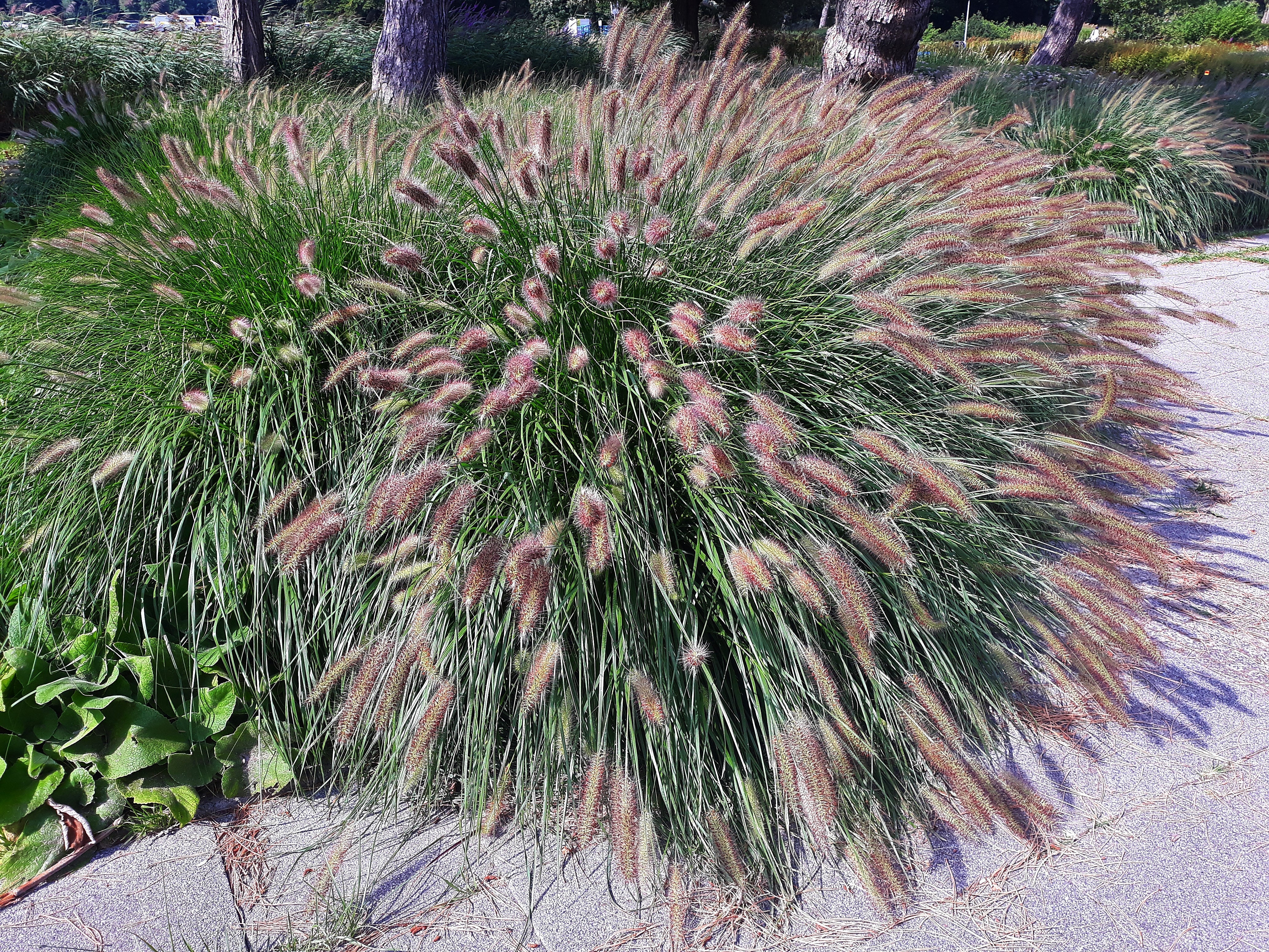 25 Dwarf Purple CHINESE FOUNTAIN GRASS Pennisetum Alopecuroides Hardy Ornamental Seeds