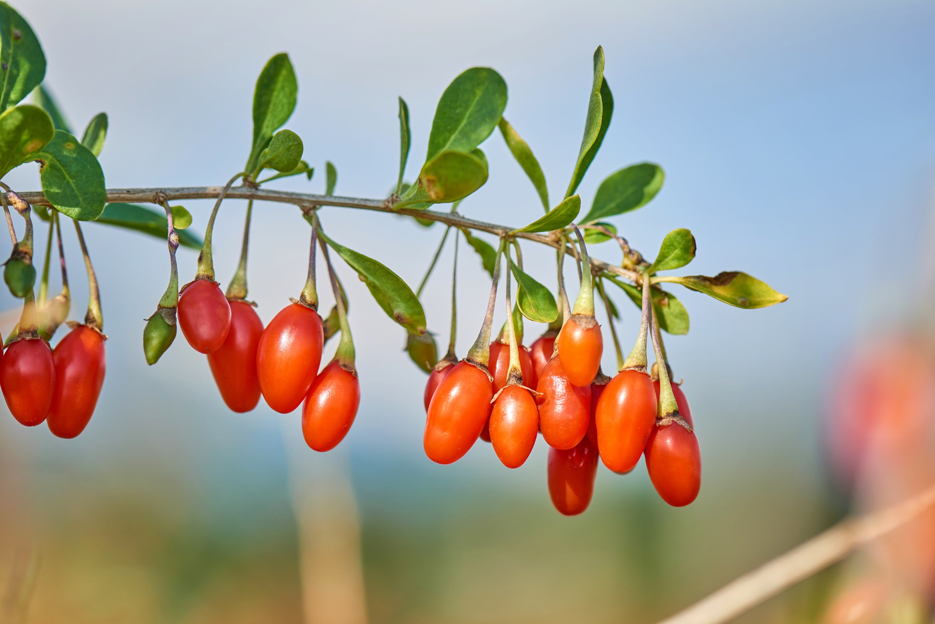 100 HIMALAYAN Tibetan GOJI BERRY Fruit Wolfberry Bush Lycium Barbarum ...