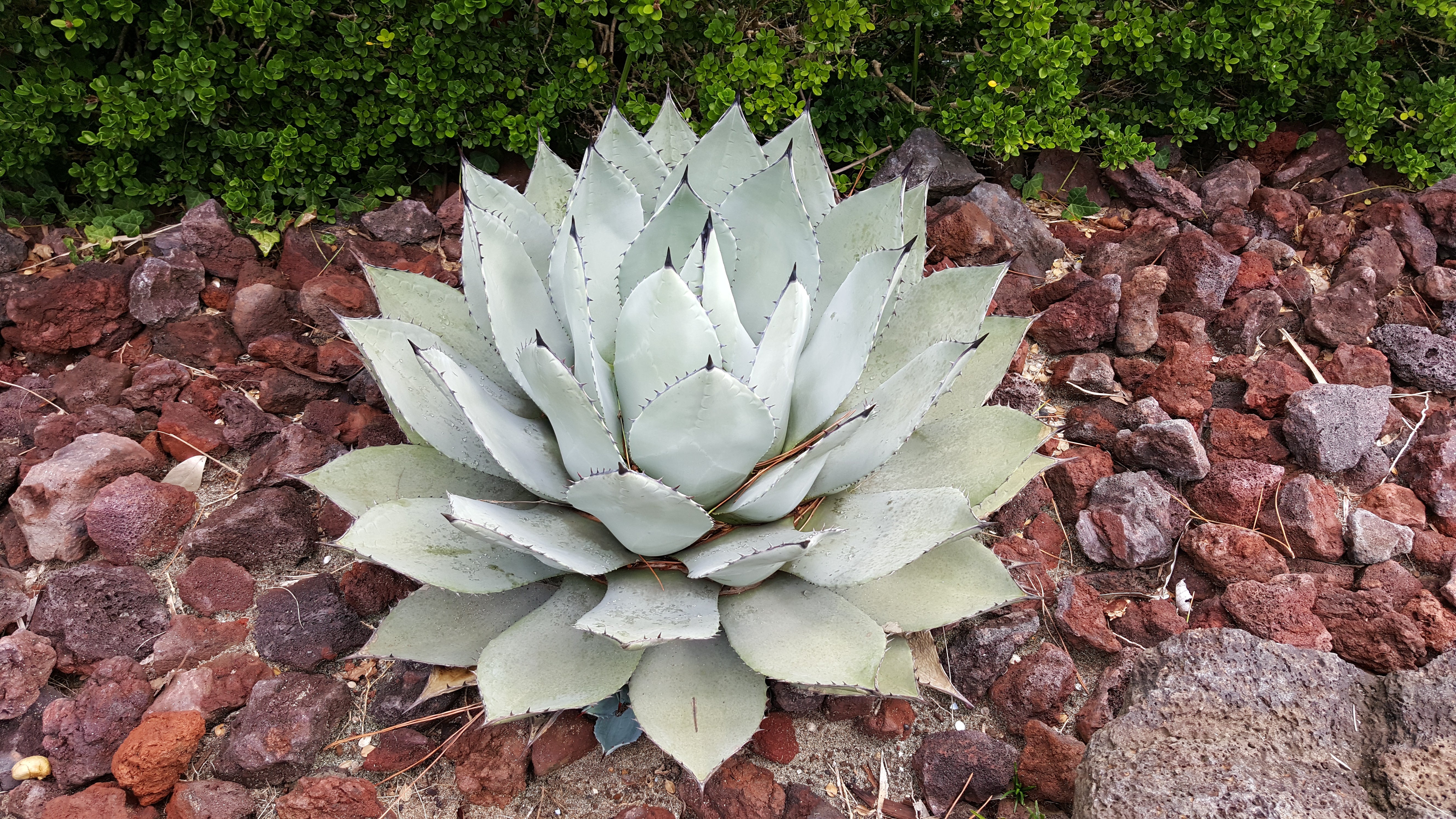 5 ARTICHOKE Agave Parry's Huachuca Agave Parryi Huachucensis Century Plant Succulent Cactus Seeds