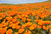 1000 ORANGE CALIFORNIA POPPY Eschscholzia Californica Flower Seeds