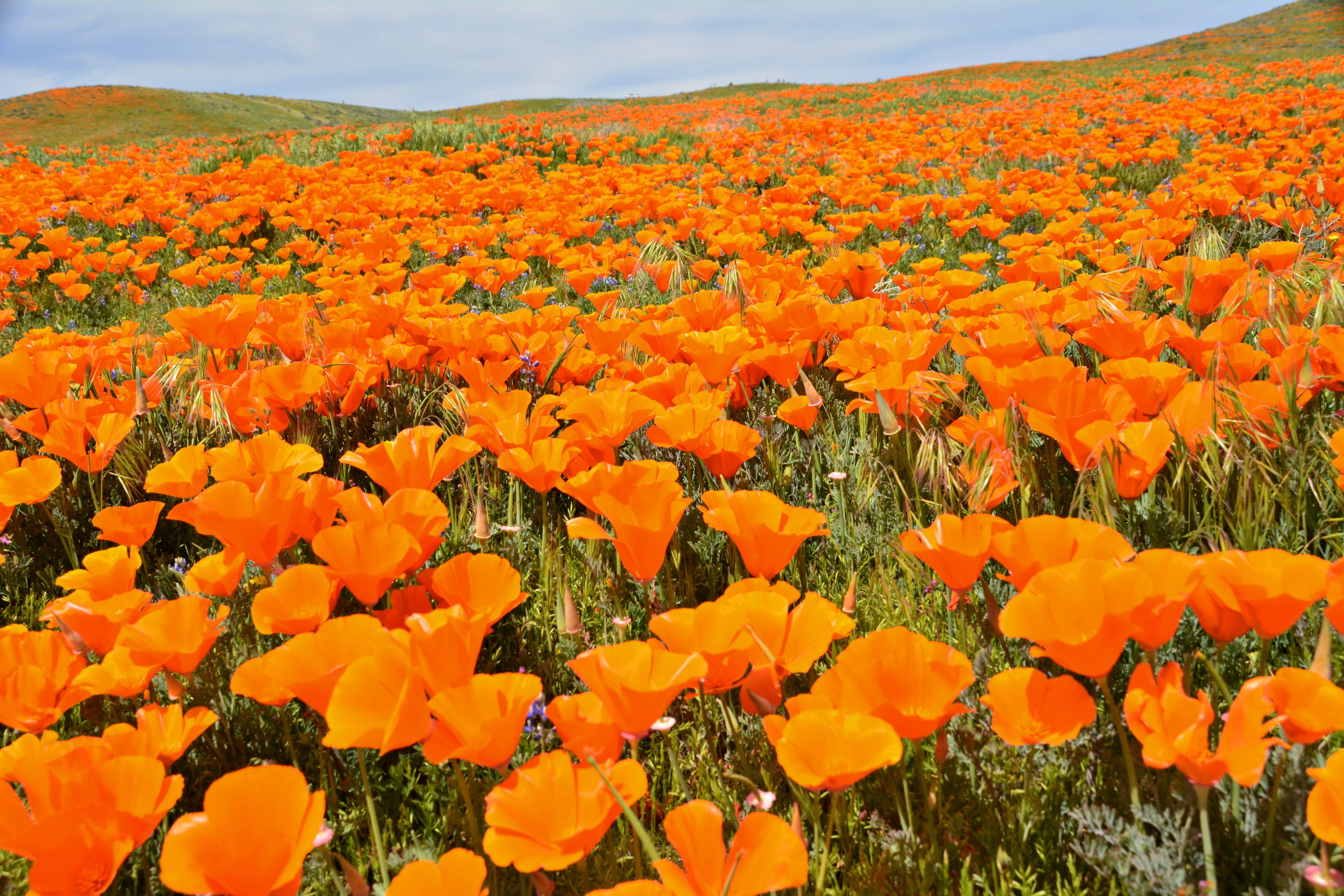 1000 ORANGE CALIFORNIA POPPY Eschscholzia Californica Flower Seeds