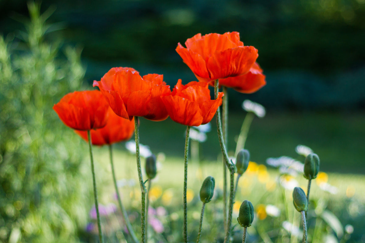 100 BEAUTY Of Livermere ORIENTAL POPPY Papaver Orientale Flower Seeds