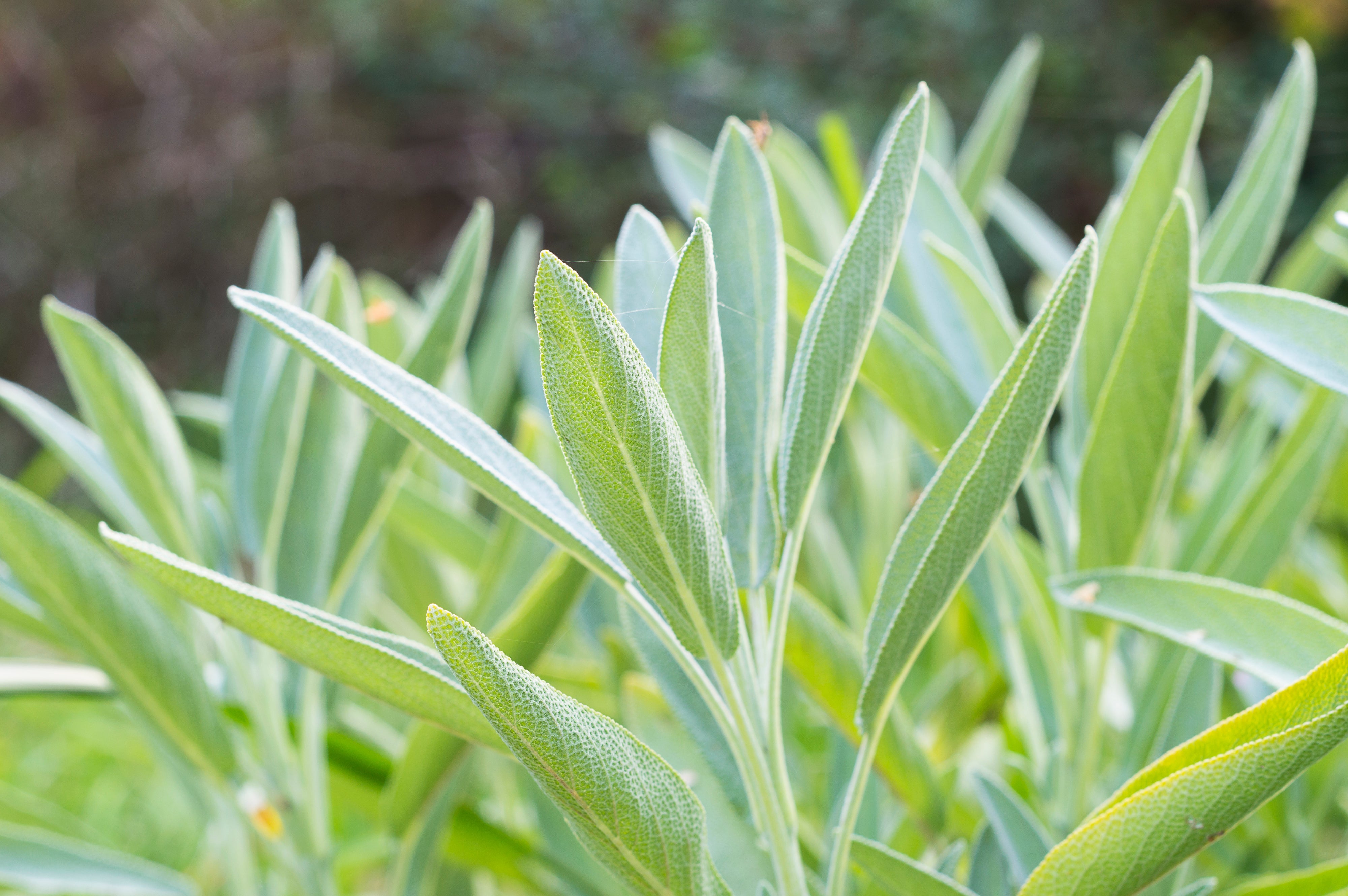 75 Sacred California WHITE SAGE Salvia Apiana Shrub Silver Folliage Native Smudge Seeds