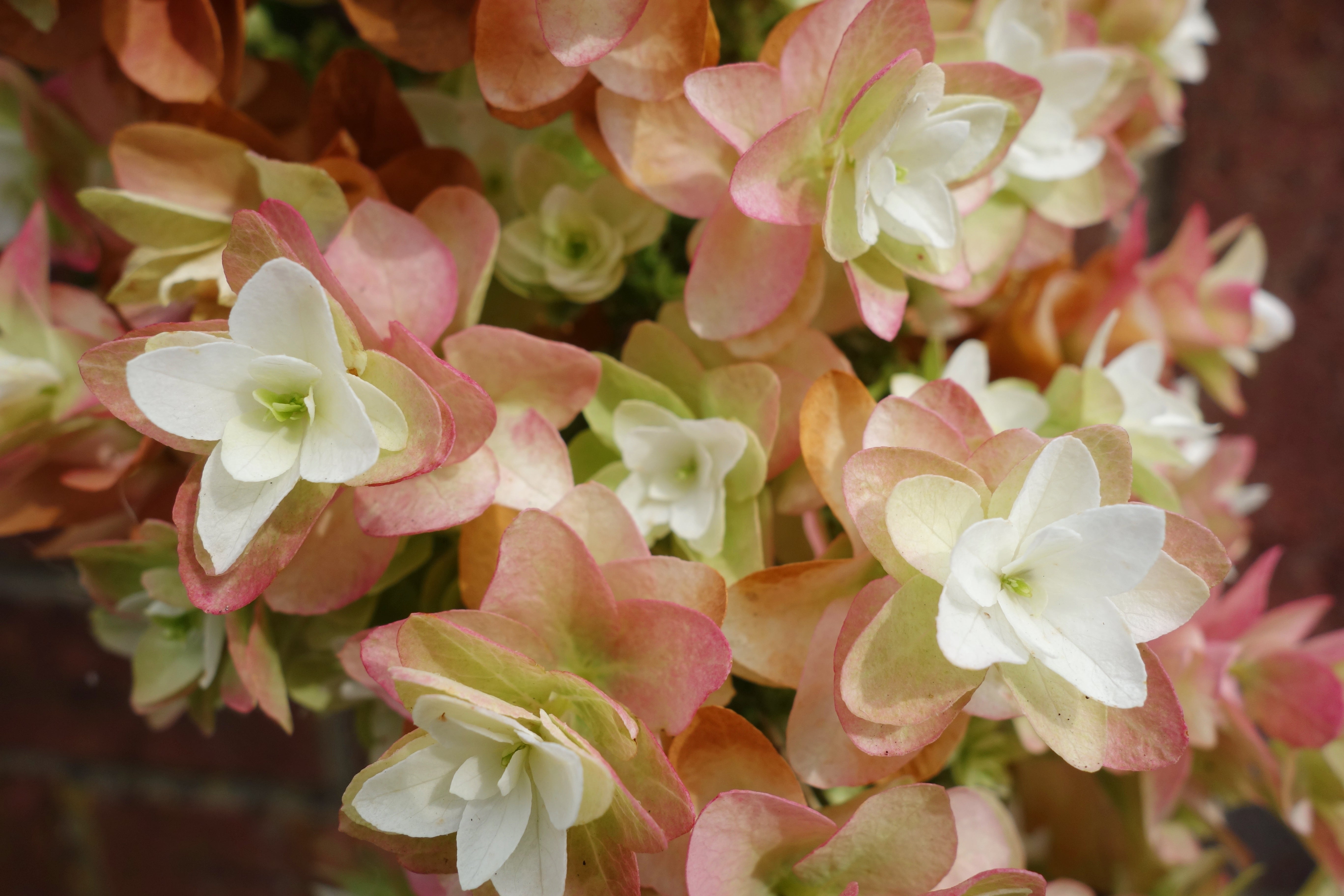 40 White OAK LEAF HYDRANGEA Quercifolia Shrub Flower Seeds