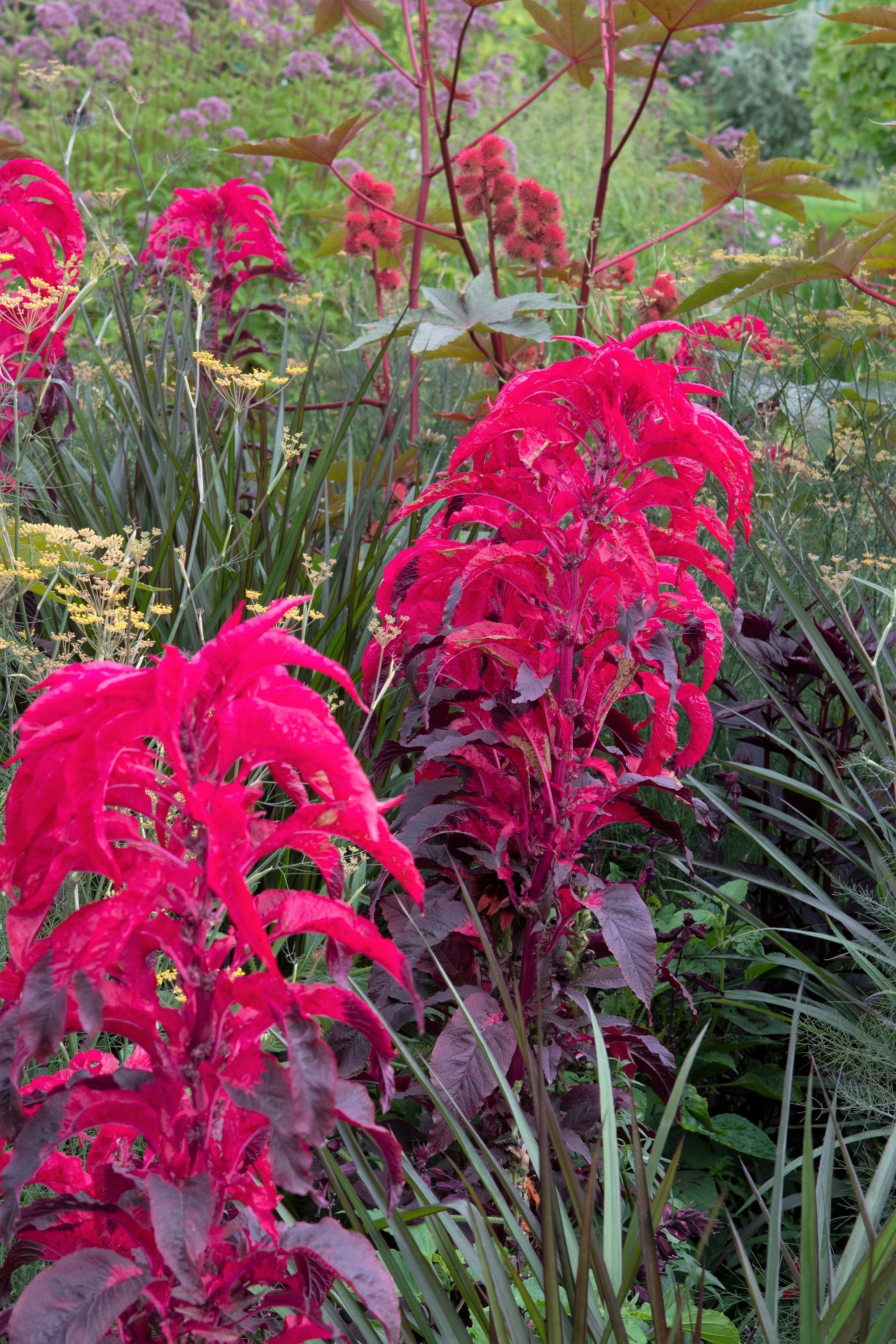 100 Tricolor EARLY SPLENDOR AMARANTHUS Hypochondricus Flower Seeds
