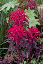 200 AMARANTHUS MOLTEN FIRE Amaranthus Gangeticus Flower Seeds