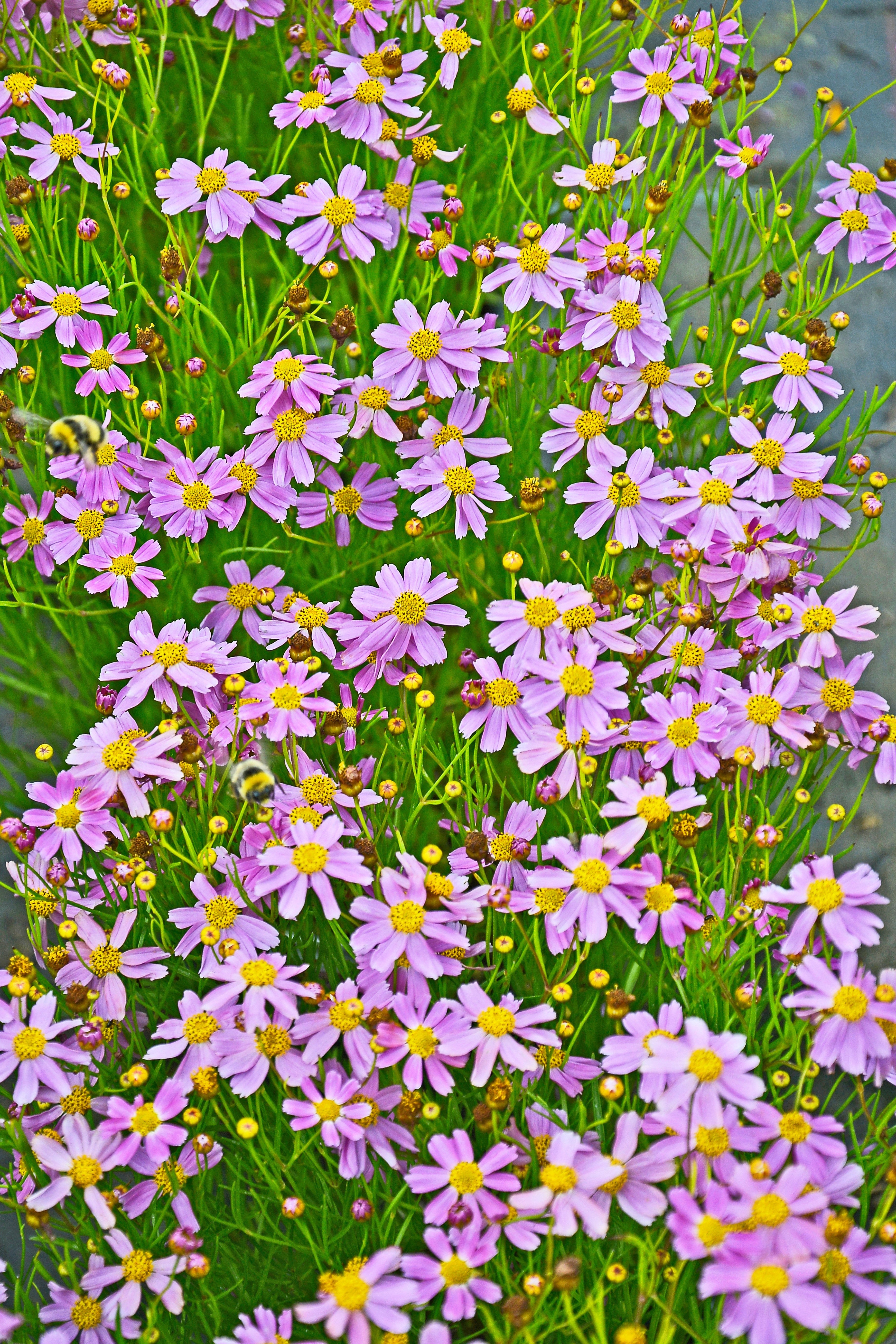 30 Pink AMERICAN DREAM COREOPSIS Rosea Dwarf Tickseed Flower Seeds