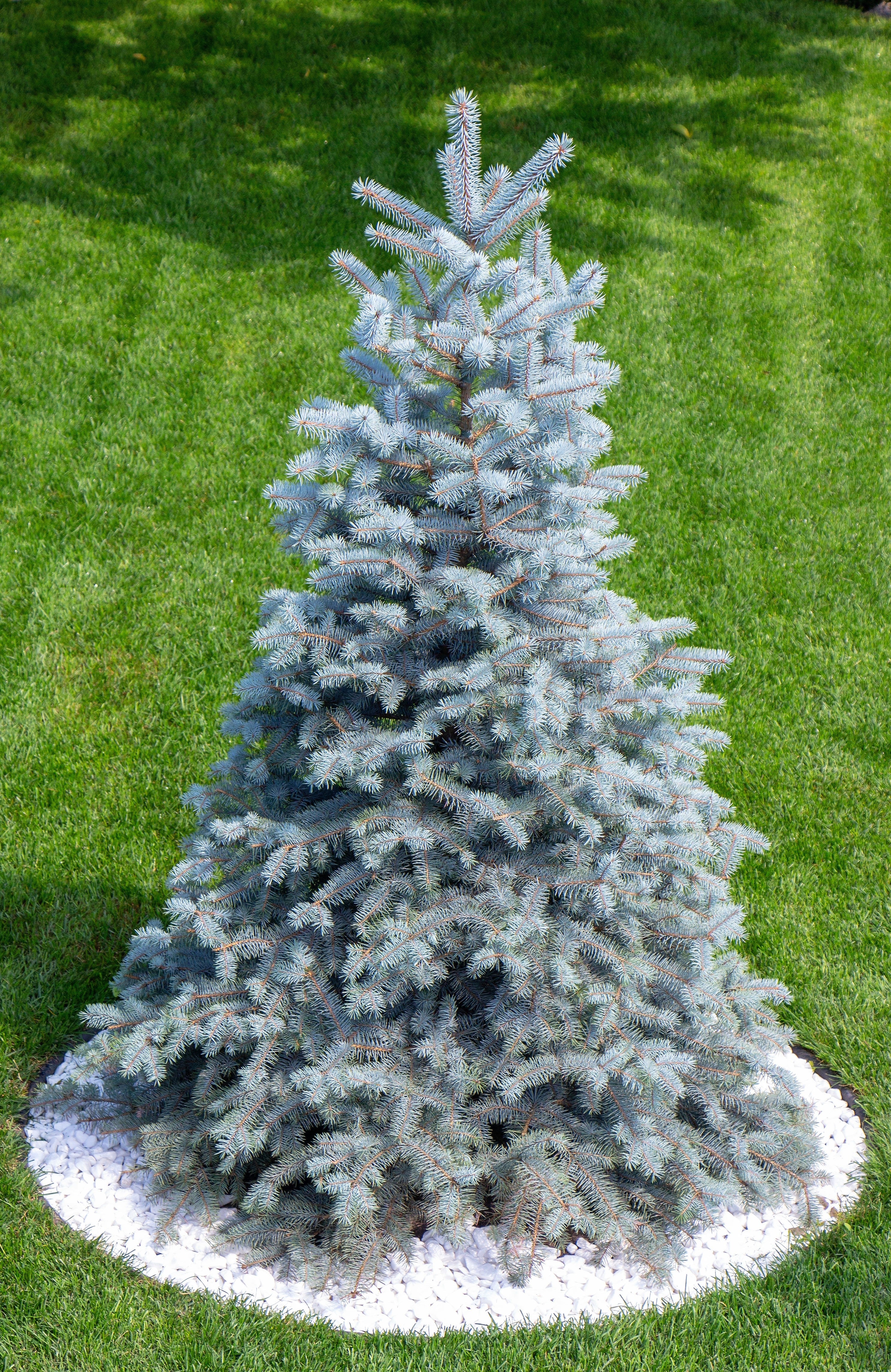 Grow Your Own CHRISTMAS TREE - Colorado Blue Spruce ( Picea Pungens Glauca ) Gift Packet of Tree Seeds