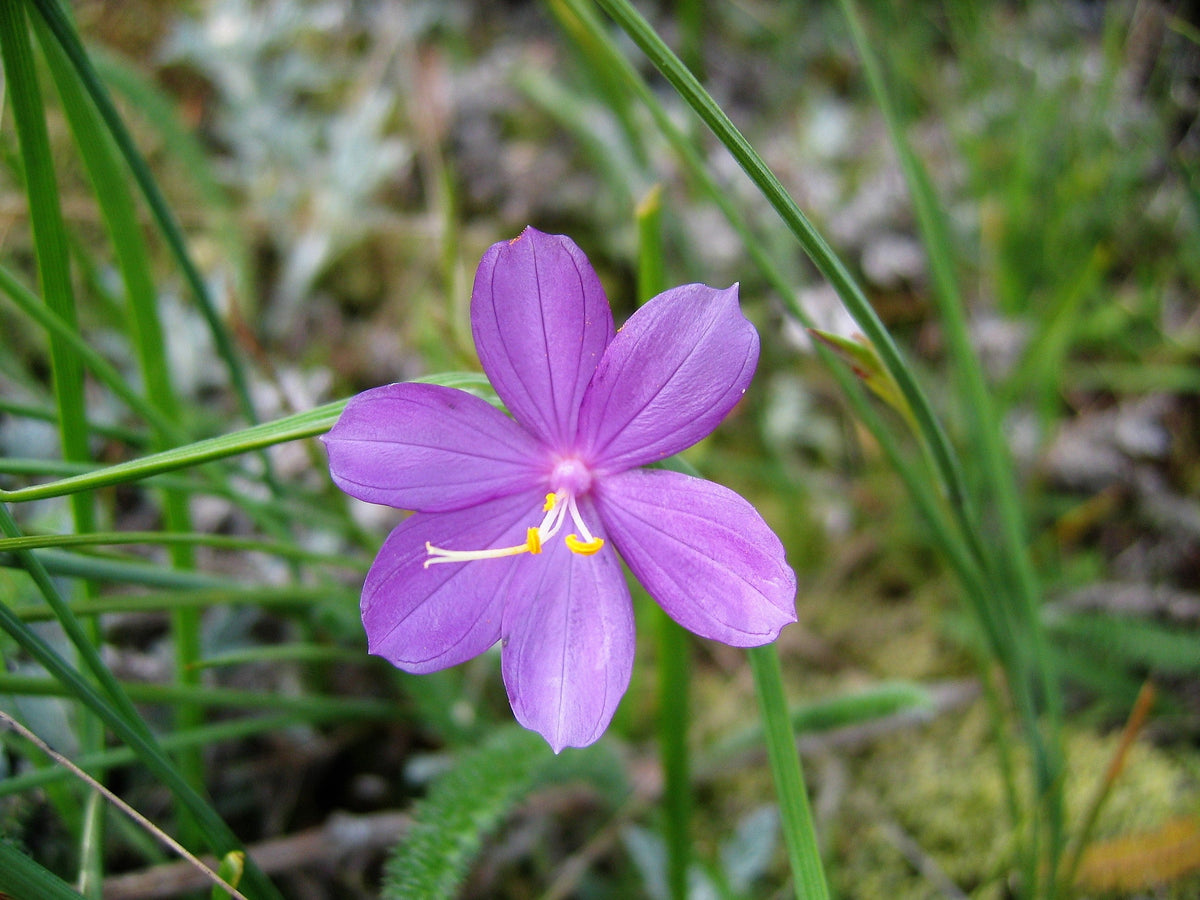 20 GRASSWIDOW Purple-Eyed Grass Sisyrinchium Inflatum syn. Olsynium Douglasii Grass Widows Reddish Purple Ornamental Grass Flower Seeds