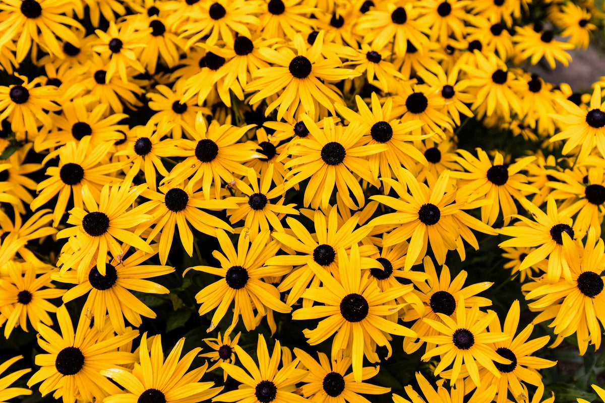 2000 BLACK EYED SUSAN Rudbeckia Hirta Yellow Heirloom Native Flower Seeds