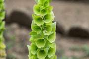 150 BELLS OF IRELAND ( Lady In The Bathtub / Shell Flower ) Moluccella Laevis Green Flower Seeds