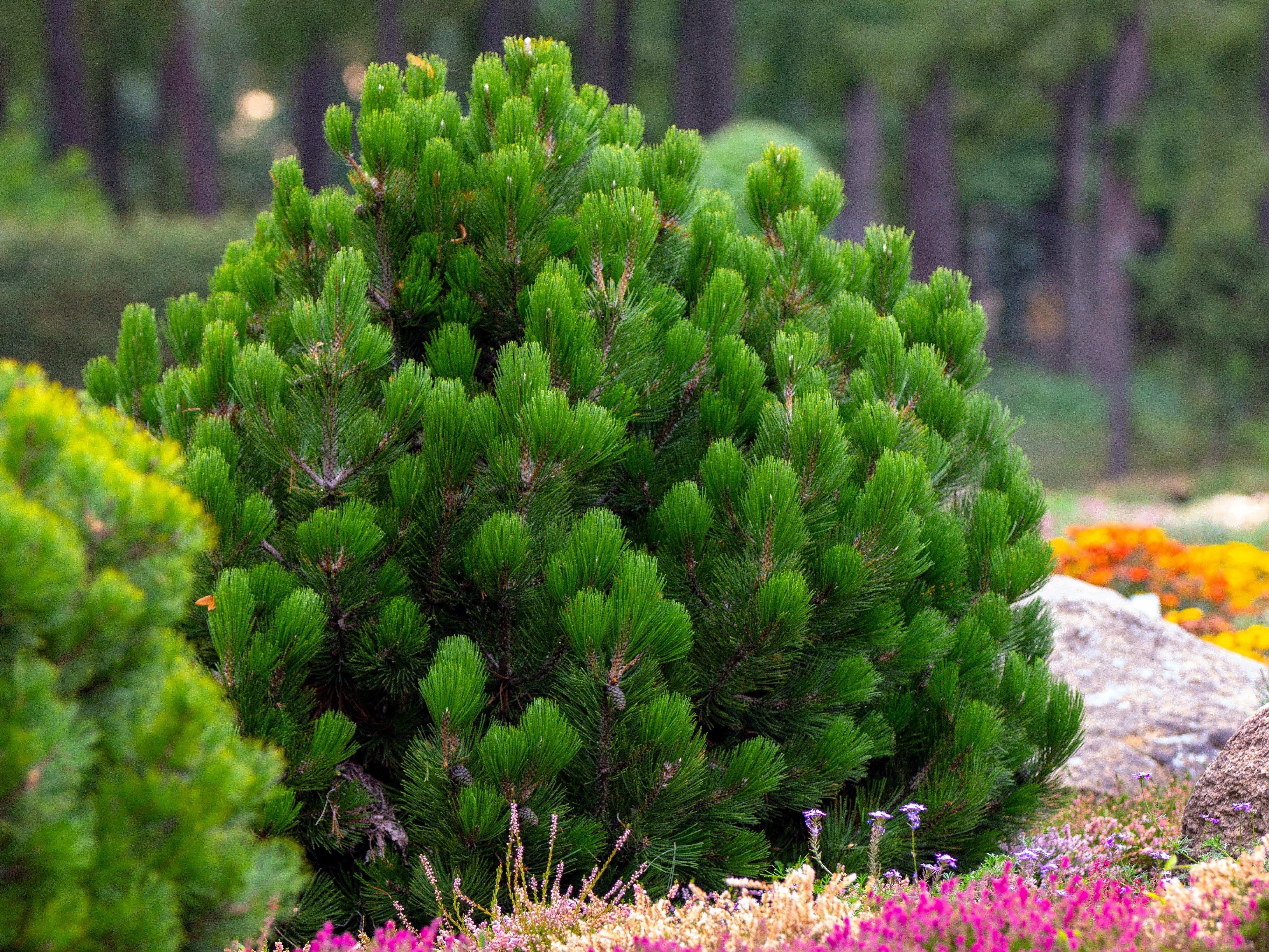 25 MUGO PINE Dwarf Evergreen Pinus Pumilio Shrub Seeds