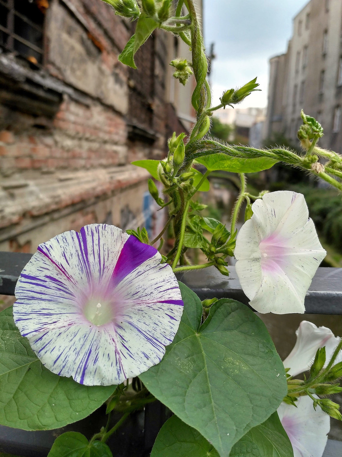 40 CARNEVALE di VENEZIA MORNING GLORY Pink & Purple with White Stripes Ipomoea Purpurea Flower Vine Seeds