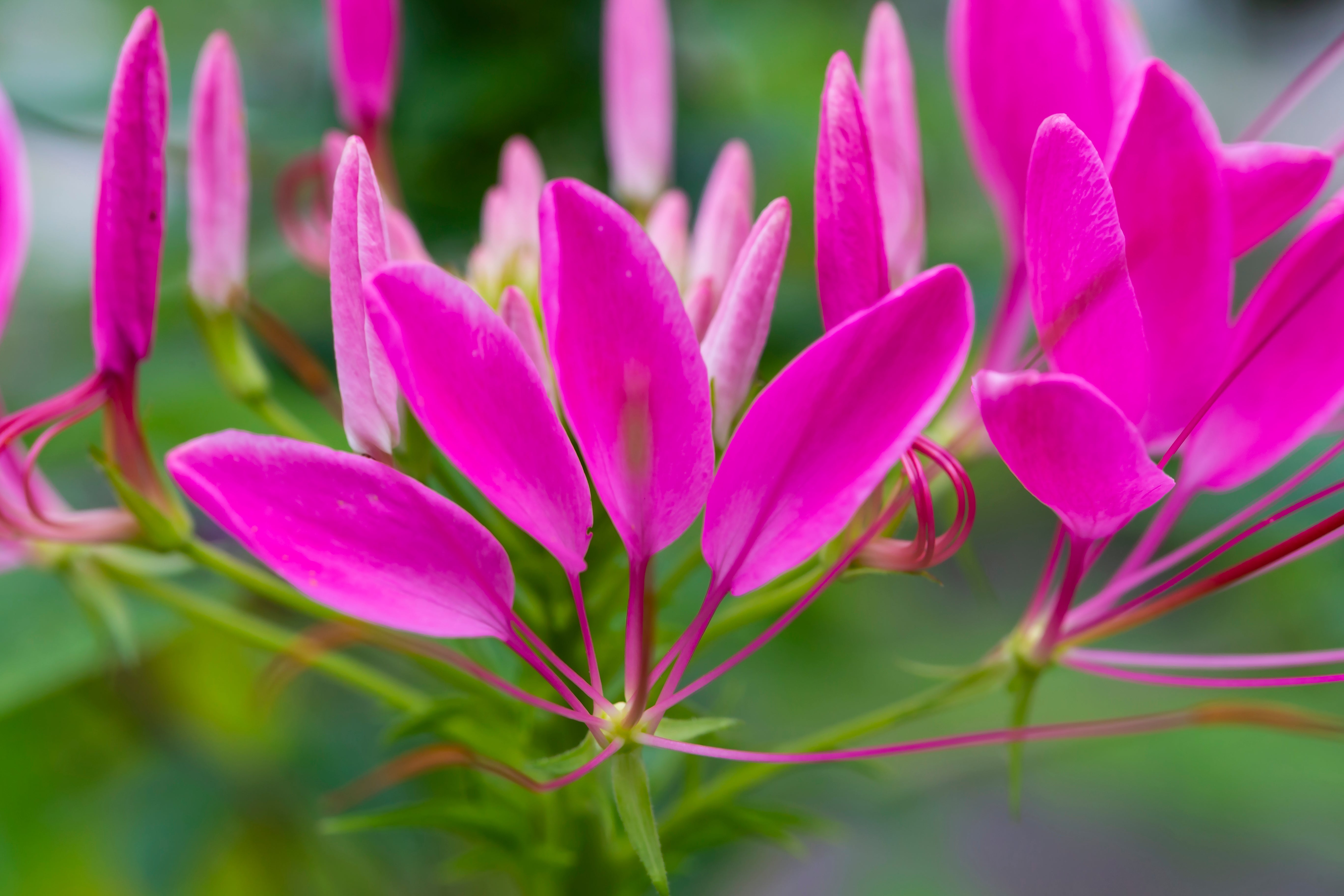 200 CHERRY QUEEN CLEOME Spinosa Hassleriana Carmine Rose Spider Flower Seeds