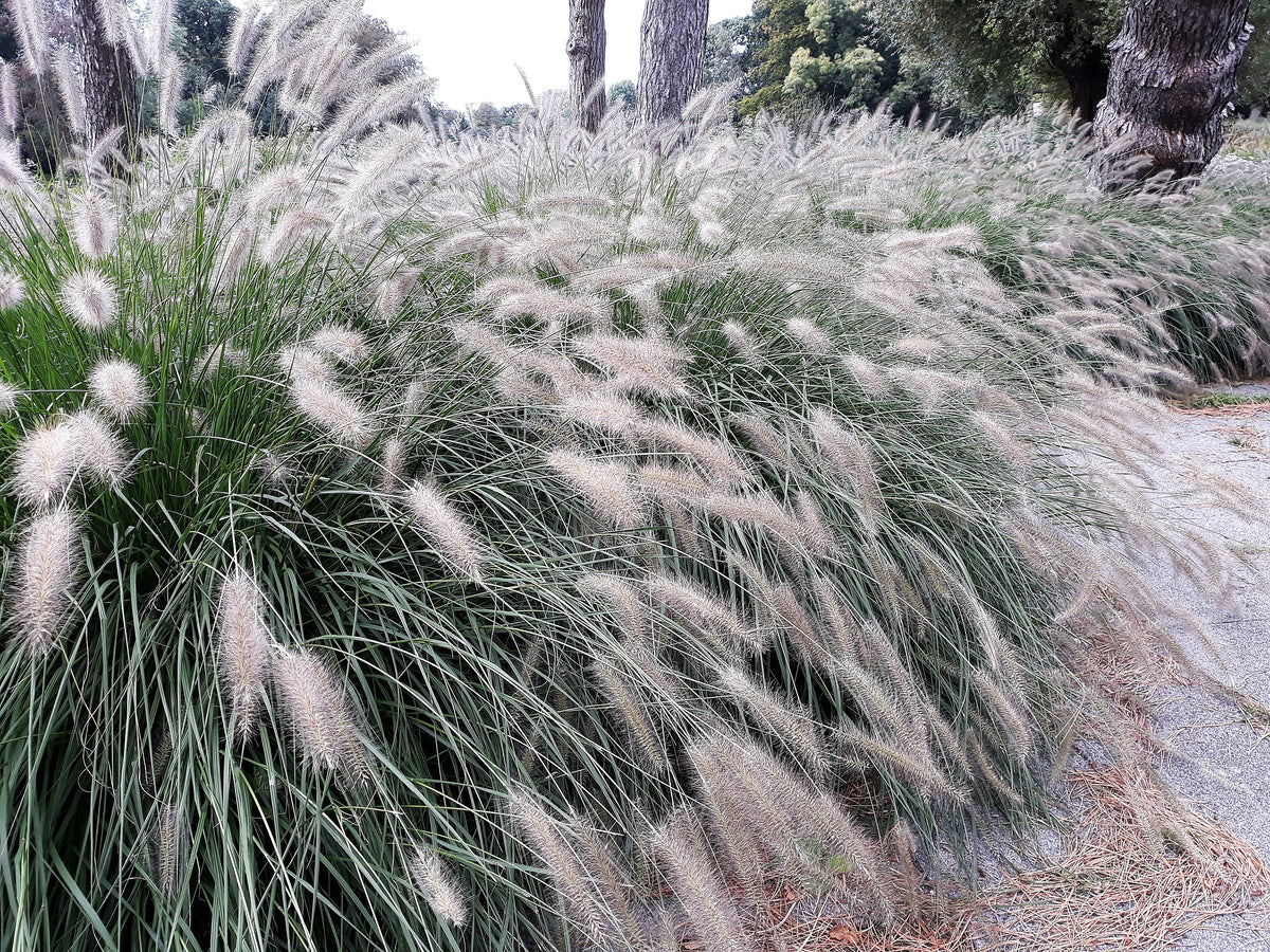 25 DWARF FOUNTAIN GRASS Pennisetum Alopecuroides Hardy Ornamental White Plume Seeds
