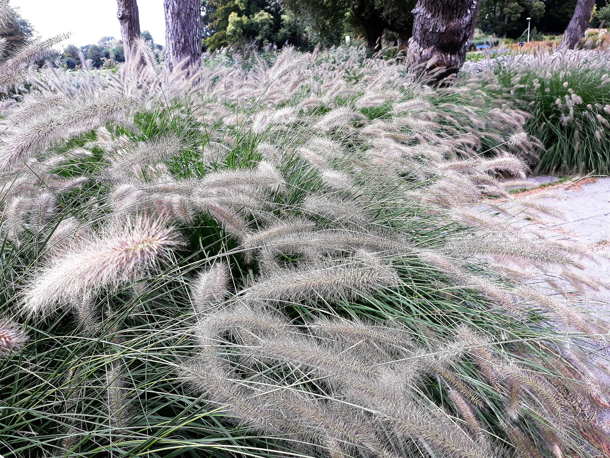25 DWARF FOUNTAIN GRASS Pennisetum Alopecuroides Hardy Ornamental White Plume Seeds