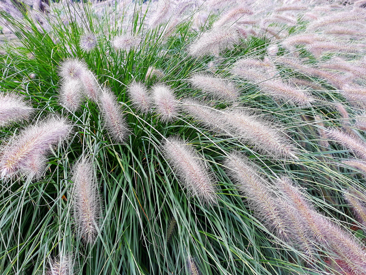 25 DWARF FOUNTAIN GRASS Pennisetum Alopecuroides Hardy Ornamental White Plume Seeds