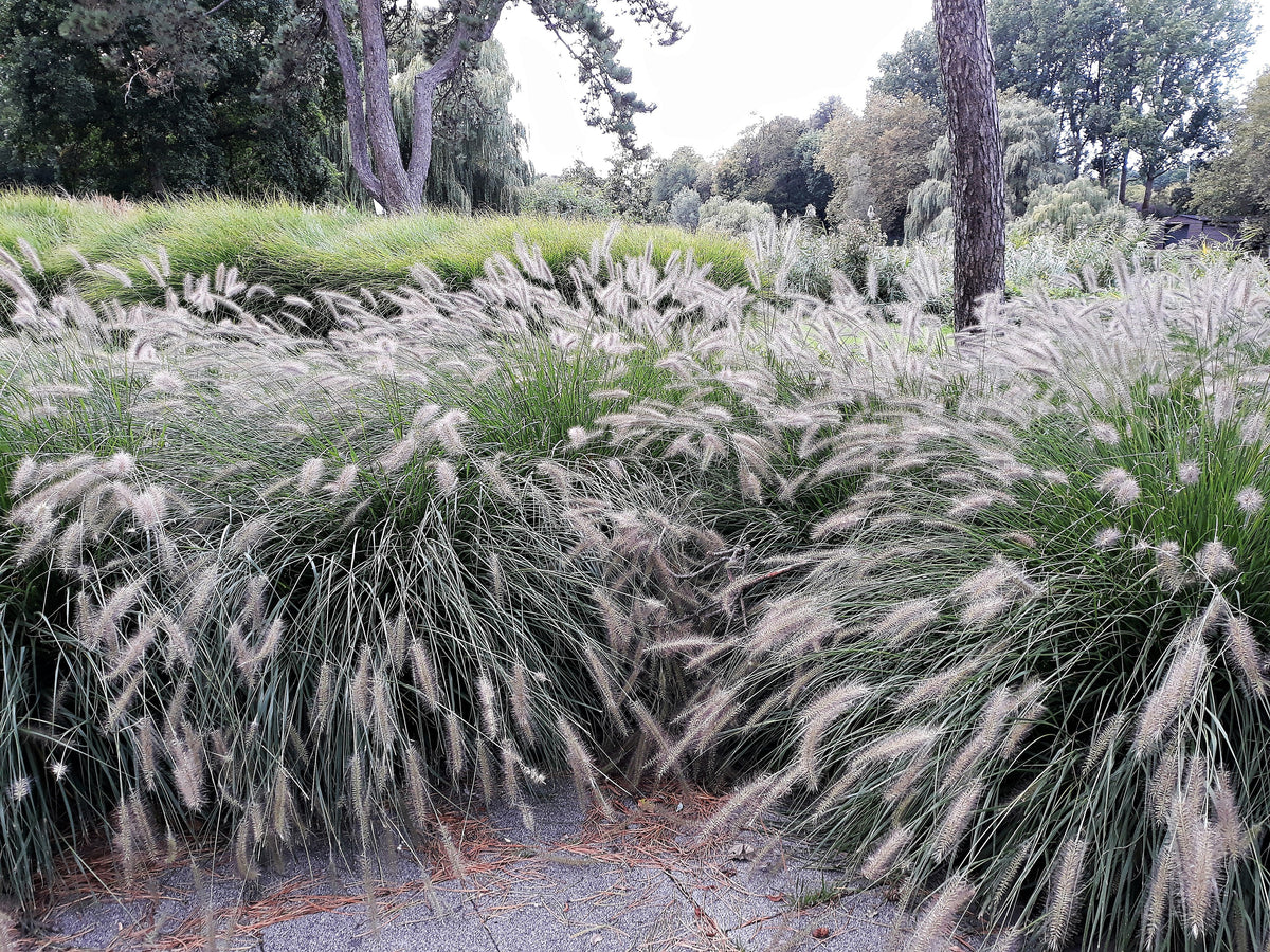 25 DWARF FOUNTAIN GRASS Pennisetum Alopecuroides Hardy Ornamental White Plume Seeds