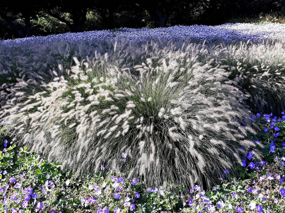 25 DWARF FOUNTAIN GRASS Pennisetum Alopecuroides Hardy Ornamental White Plume Seeds