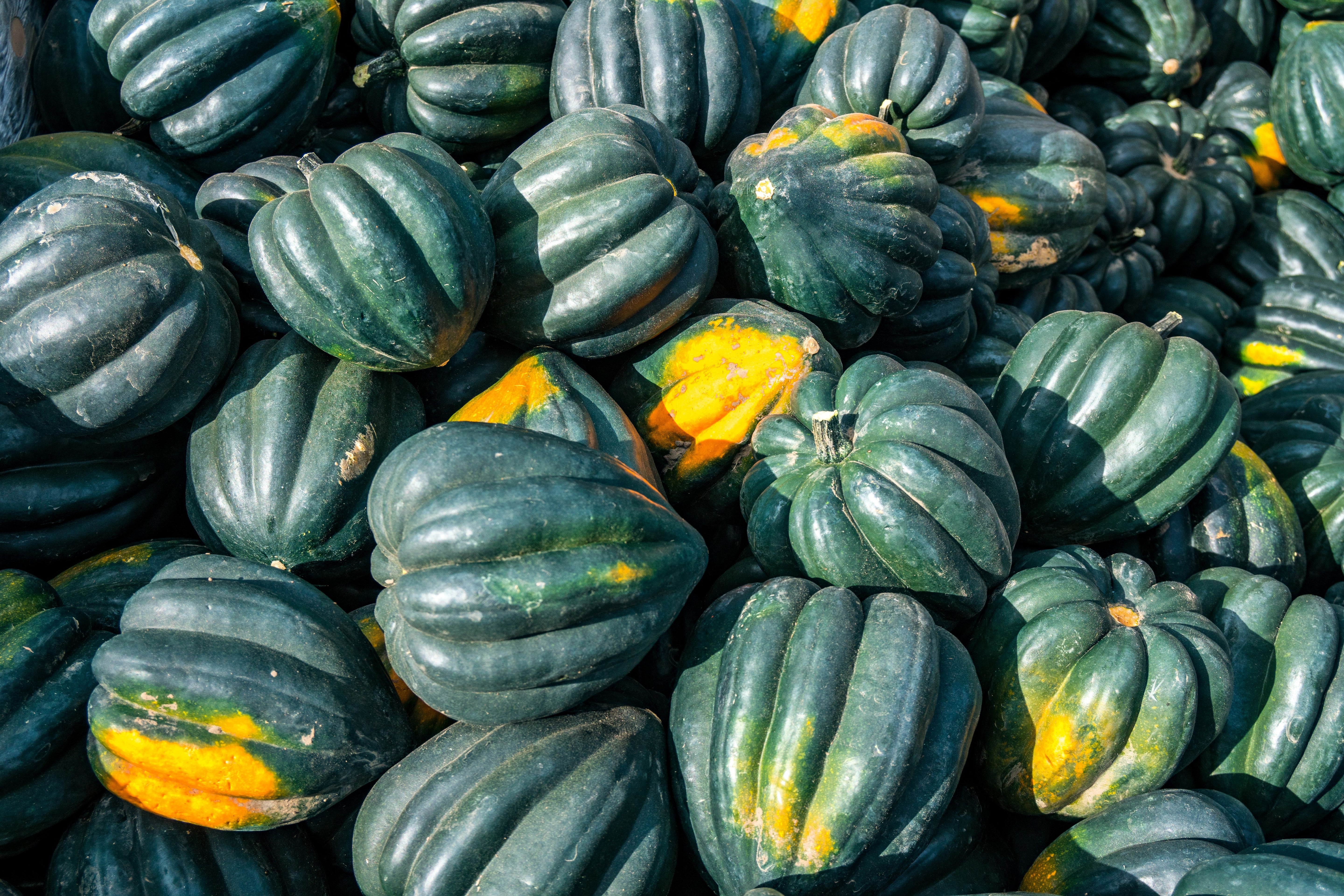 50 TABLE KING Acorn SQUASH Winter or Summer Cucurbita Maxima Vegetable Seeds