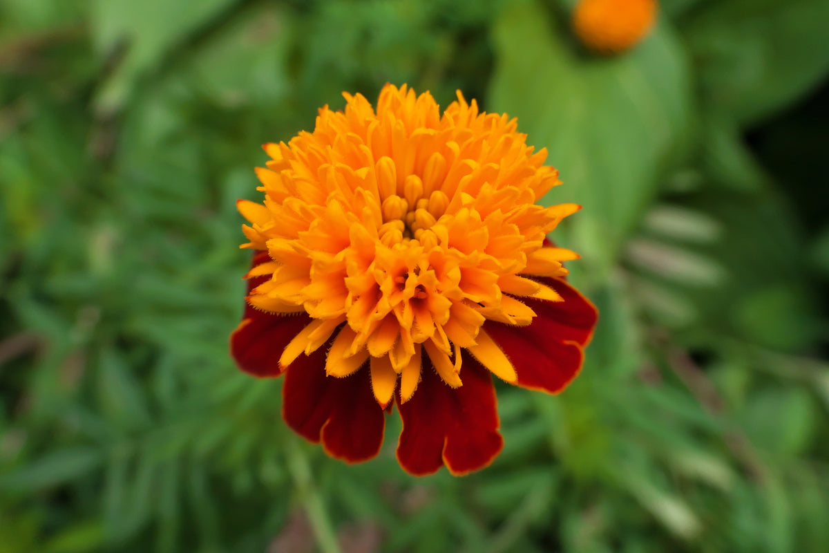 250 DWARF DOUBLE MARIGOLD ' Orange Flame ' Tagetes Patula French Red Flower Seeds