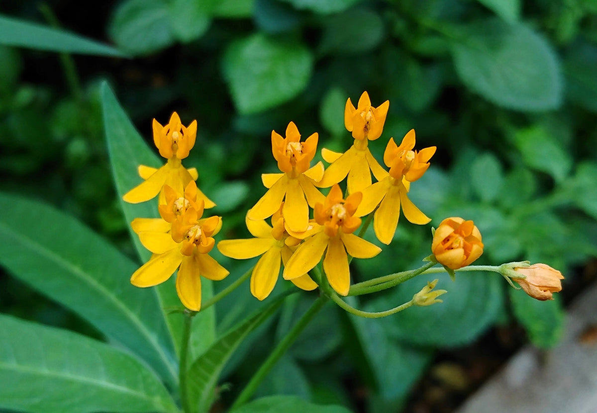 10 SILKY GOLD MILKWEED Butterfly Weed Asclepias Curassavica Monarch Flower Seeds