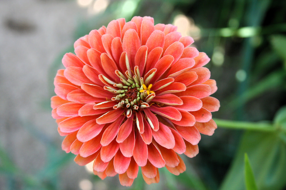250 SALMON QUEEN ZINNIA Elegans California Giant Double Flower Seeds