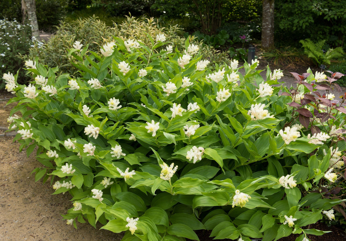 10 SOLOMON'S SPIKE White Western False Seal Maianthemum Racemosum Flower Seeds