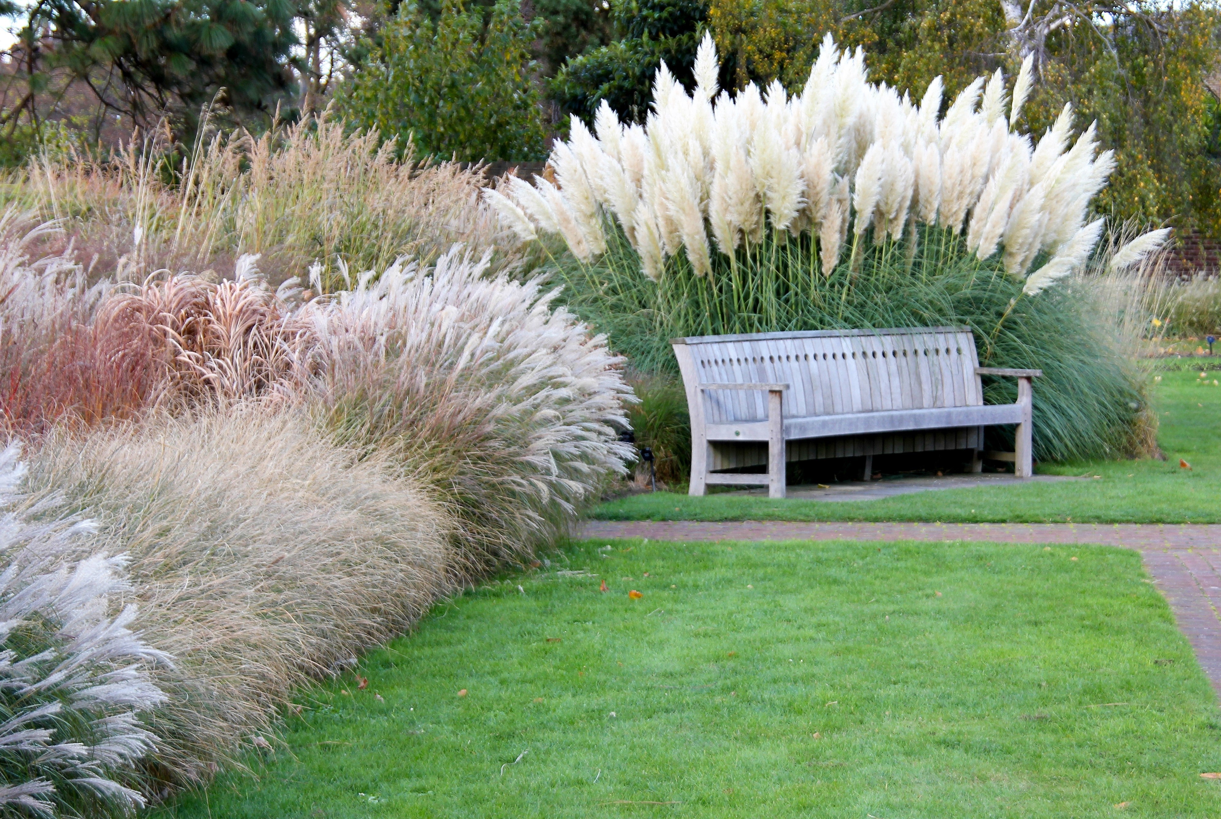 200 WHITE PAMPAS GRASS Cortaderia Selloana Ornamental Flower Seeds
