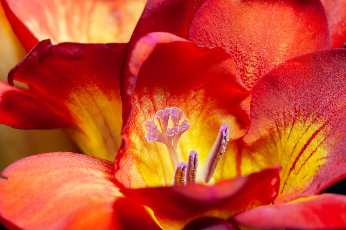 5 ROYAL CHAMPION Mix FREESIA Mixed Colors Pink Blue Purple Yellow Red Orange Flower Seeds