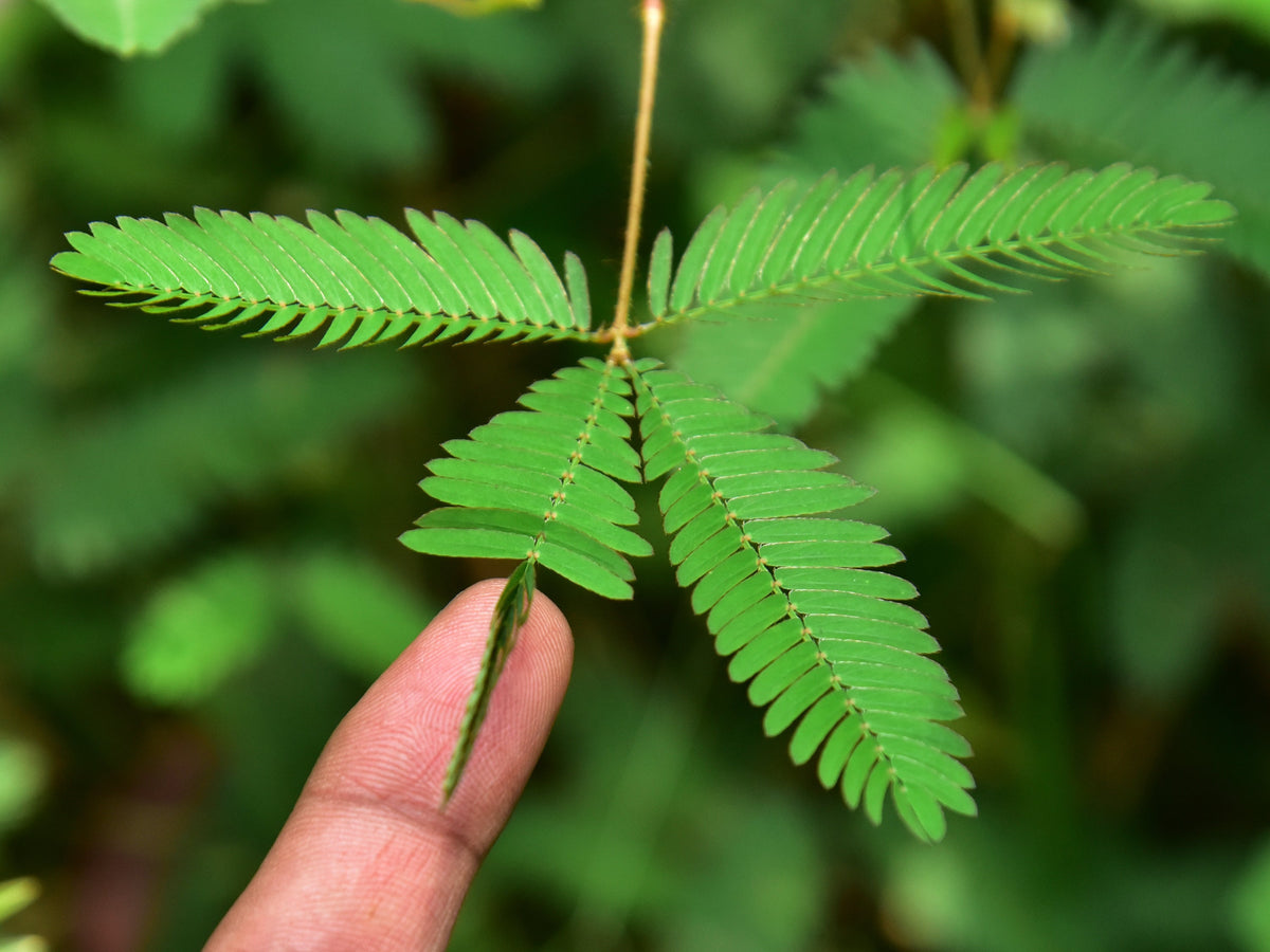100 MIMOSA Pudica / SENSITIVE PLANT / Touch Me Not Flower Seeds