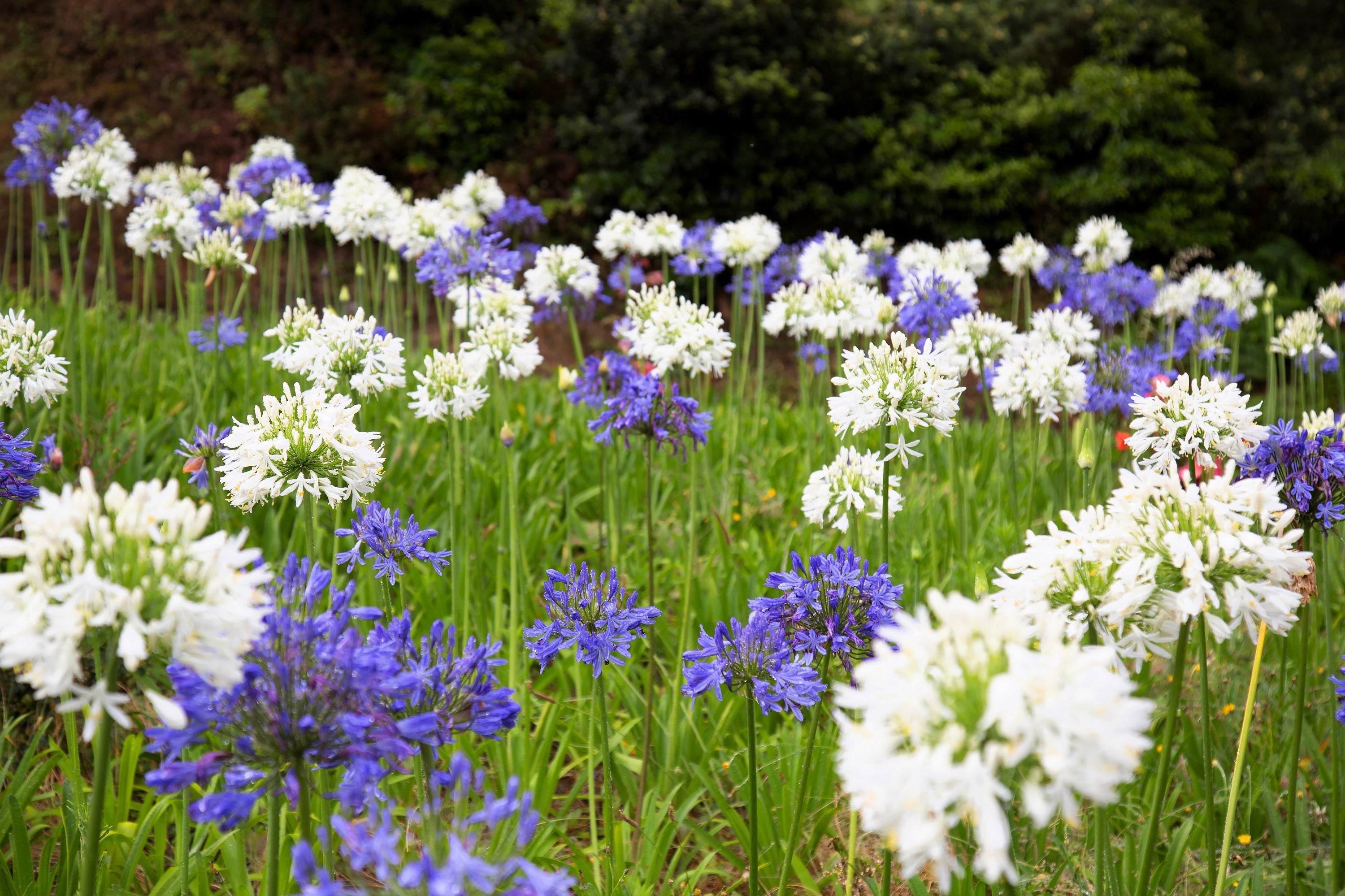 25 WHITE LILY of the NILE Agapanthus Orientalis African Lily Flower Seeds