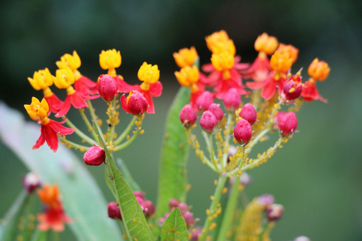 100 SUNSET MILKWEED Asclepias Curassavica Scarlet Blood Flower Red Orange Butterfly Weed Seeds