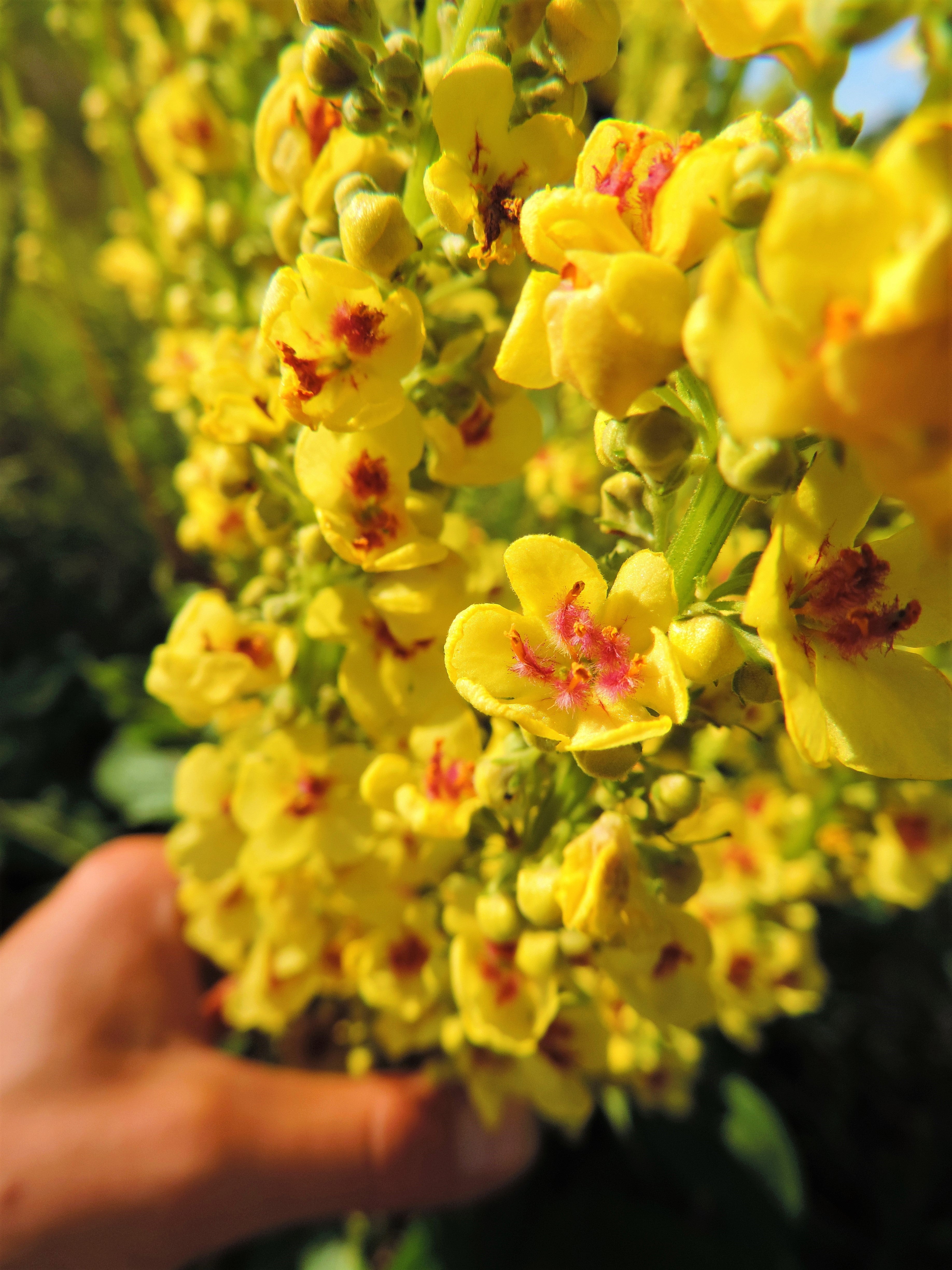 100 MIXED COLORS VERBASCUM Verbascum Phoeniceum Flower Seeds