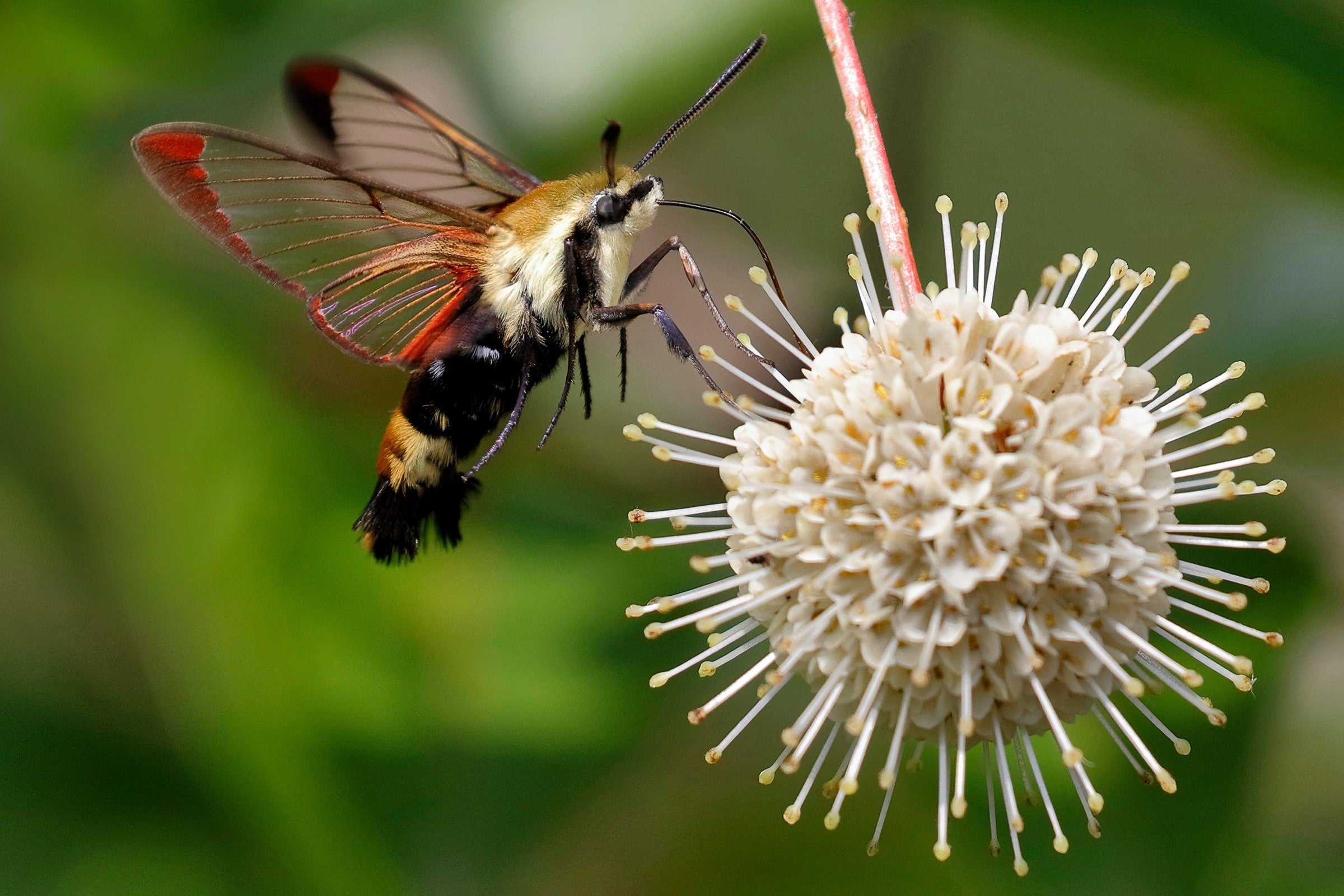 50 BUTTONBUSH / HONEYBALL Cephalanthus Occidentalis White Hummingbird Flower Bush Shrub Seeds